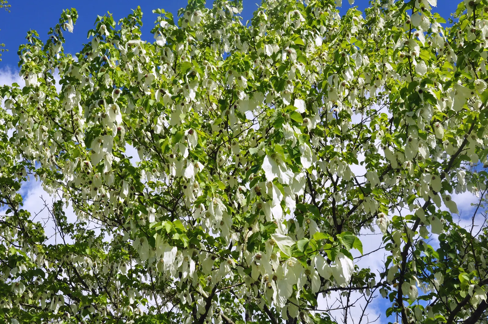 Dove Tree, Hankerchief Tree (Davidia Involucrata) — the Dove Tree is an investment in the landscape; as large as 4 to 6 inches