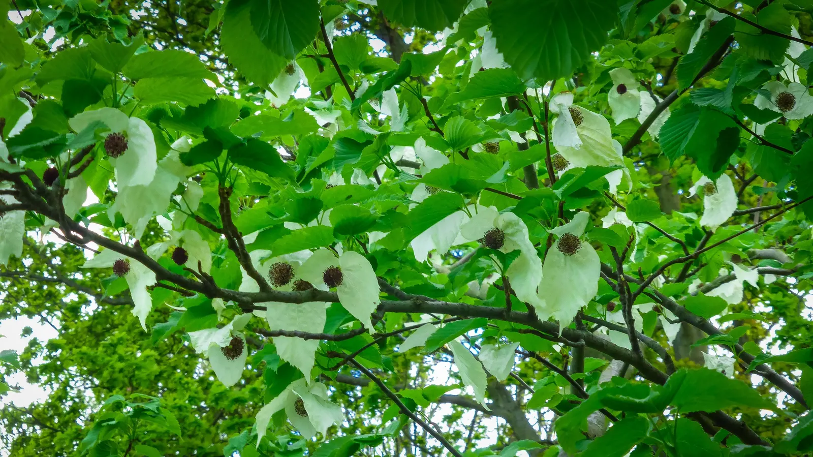 Dove Tree, Hankerchief Tree (Davidia Involucrata) — tree for full or half