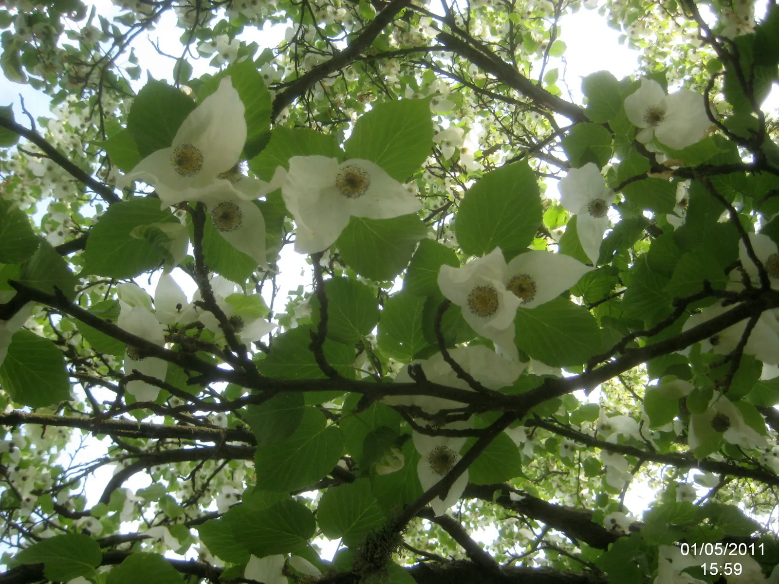 Dove Tree, Hankerchief Tree (Davidia Involucrata) — white bracts that dangle from the branches in late spring; the Dove Tree prefers well-drained, image 69