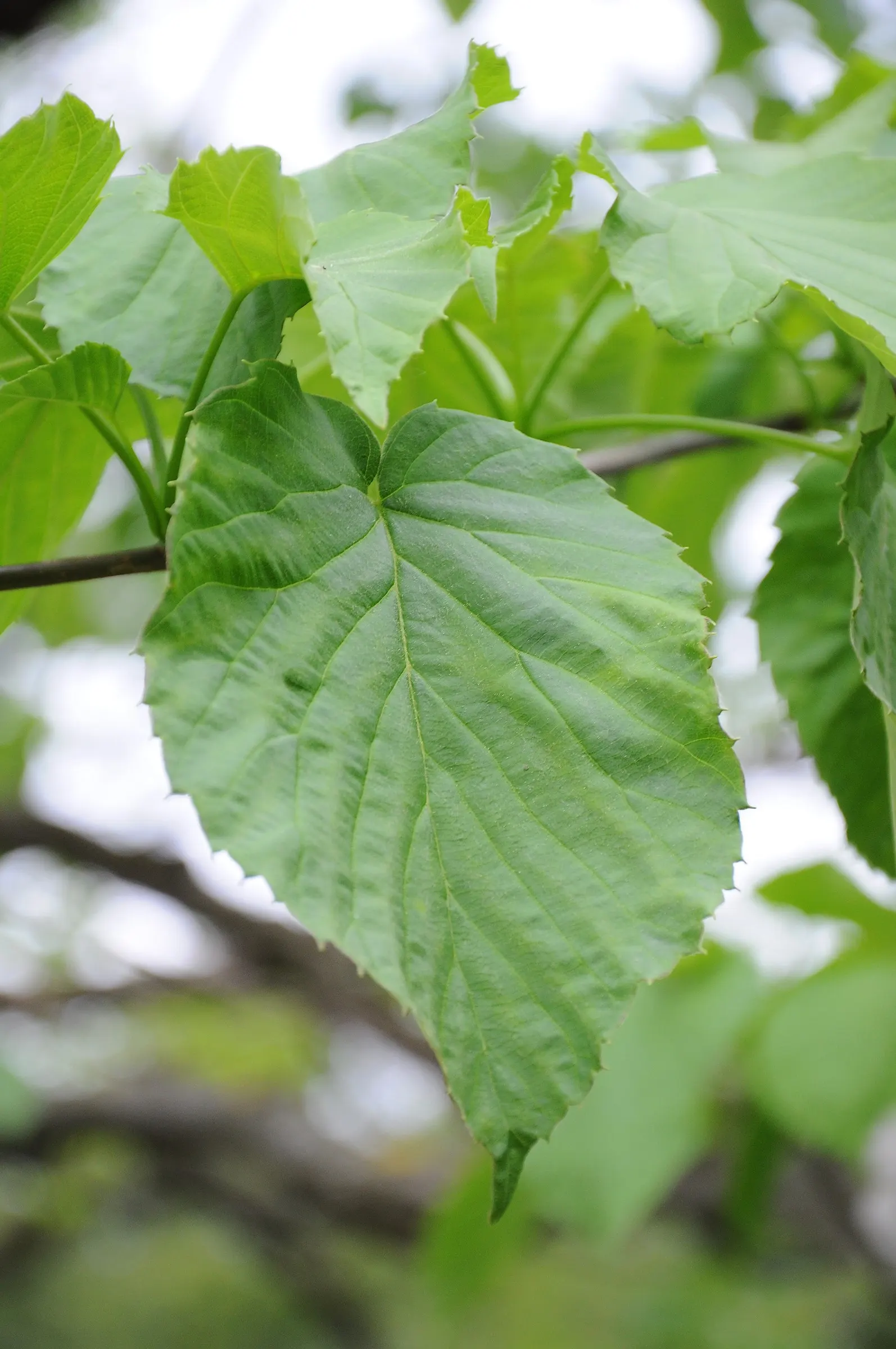 Dove Tree, Hankerchief Tree (Davidia Involucrata) — is a remarkable and distinctive deciduous tree known for its unique and enchanting springtime display