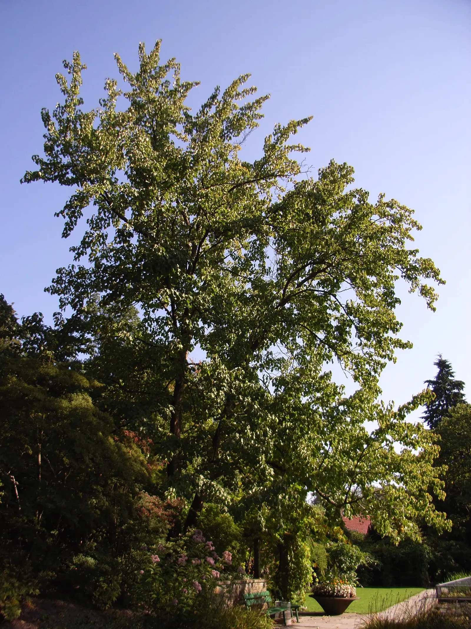 Dove Tree, Hankerchief Tree (Davidia Involucrata) — commonly known as the Dove Tree or Handkerchief Tree