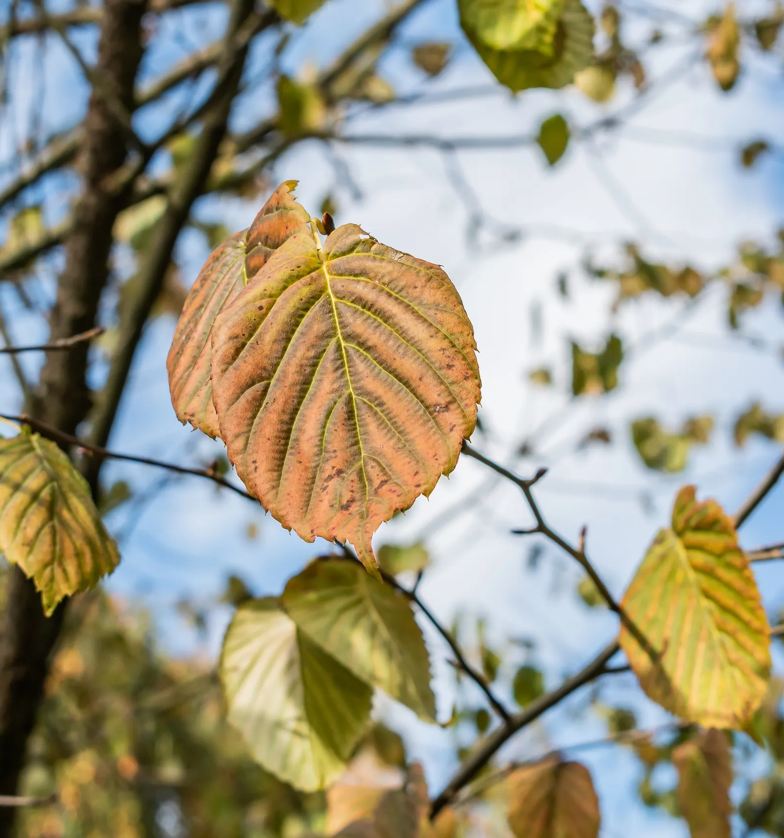 Dove Tree, Hankerchief Tree (Davidia Involucrata) — creating a visually dramatic effect.<br><br>For optimal growth, image 44