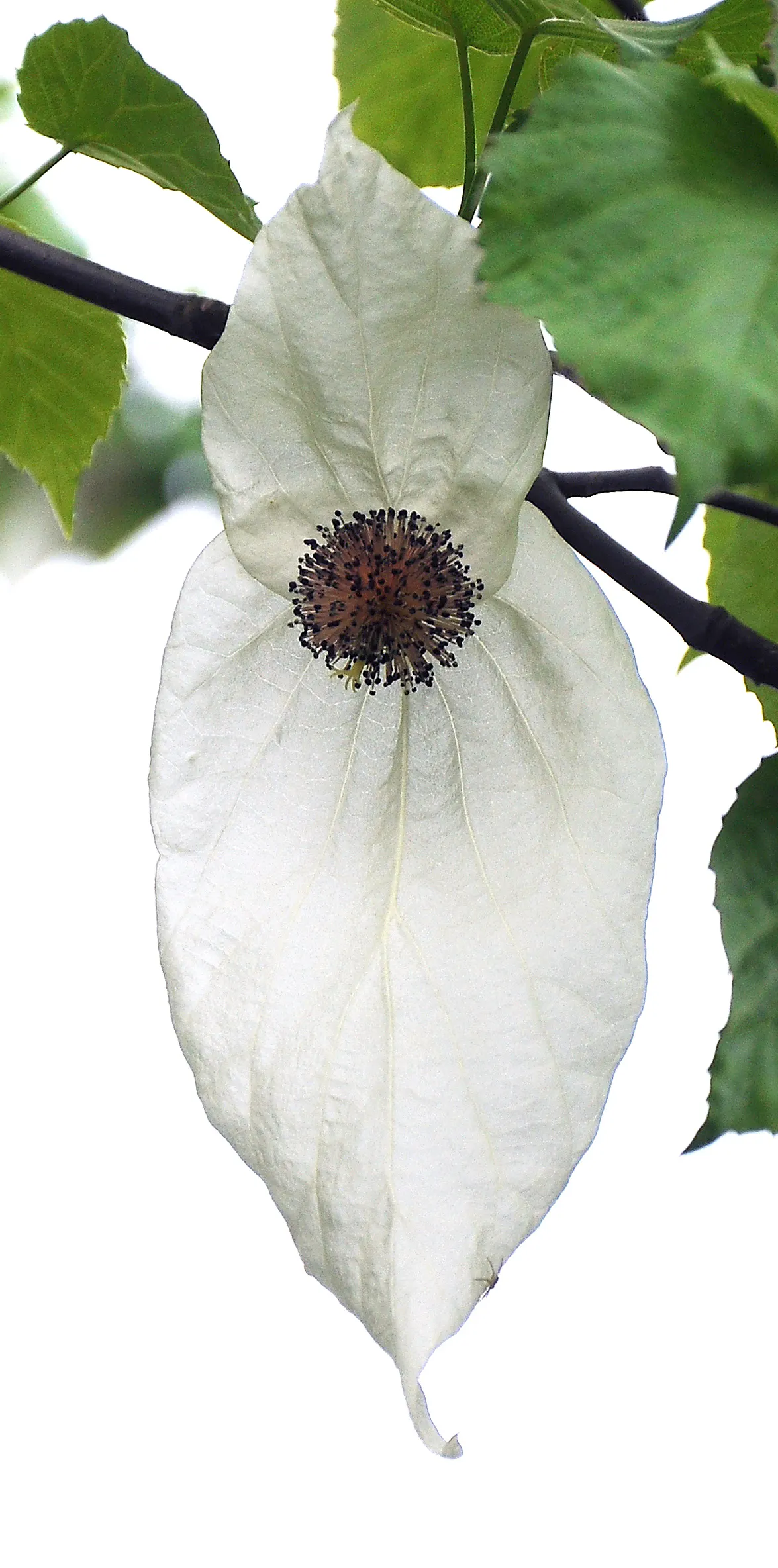 Dove Tree, Hankerchief Tree (Davidia Involucrata) — often taking several years to bloom; white flowers in the garden, image 83