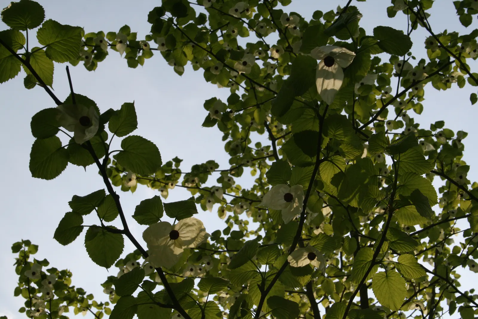 Dove Tree, Hankerchief Tree (Davidia Involucrata) — is a deciduous ornamental tree; white bracts that dangle from the branches in late spring