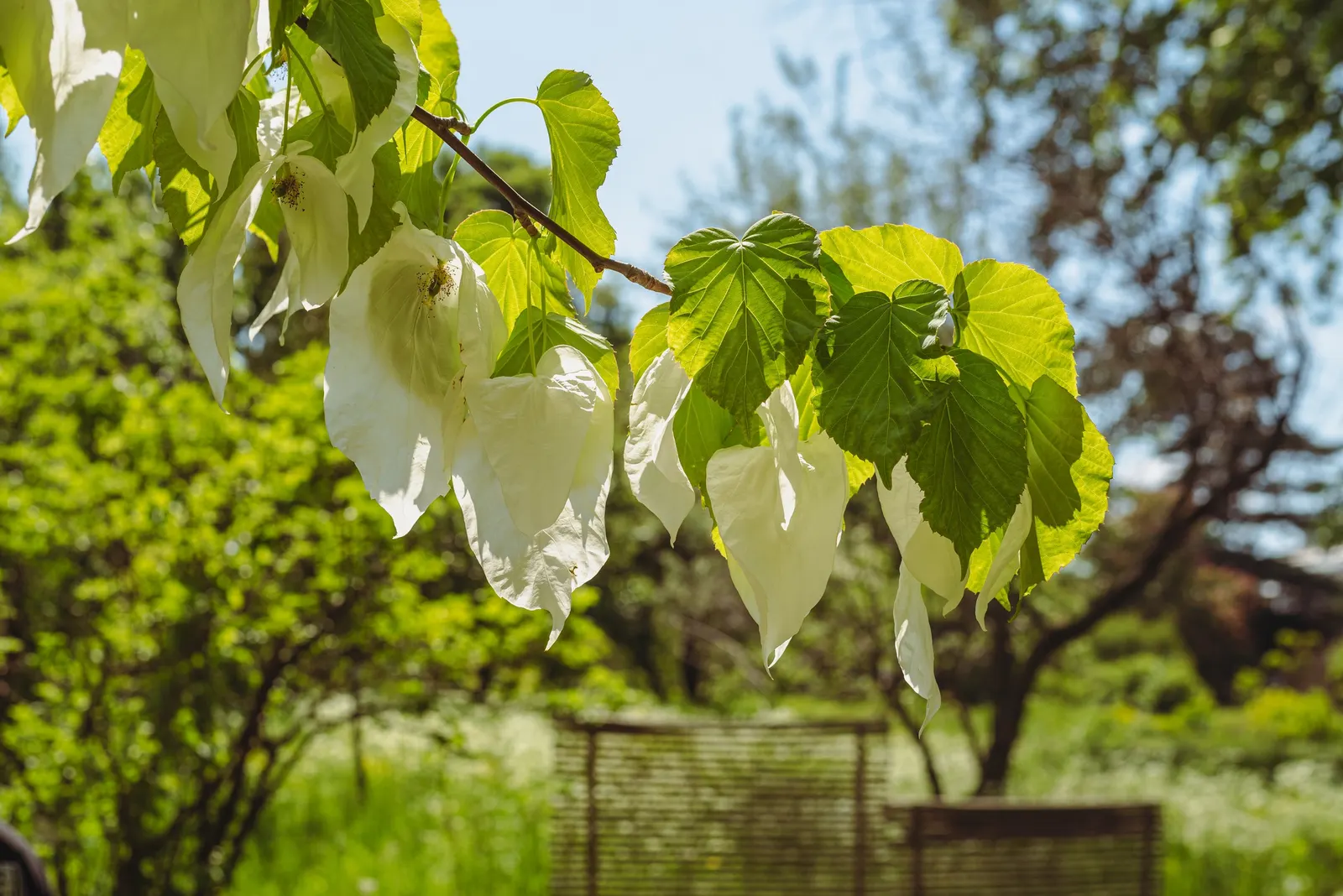 Dove Tree, Hankerchief Tree (Davidia Involucrata) — white bracts that dangle from the branches in late spring; the Dove Tree prefers well-drained
