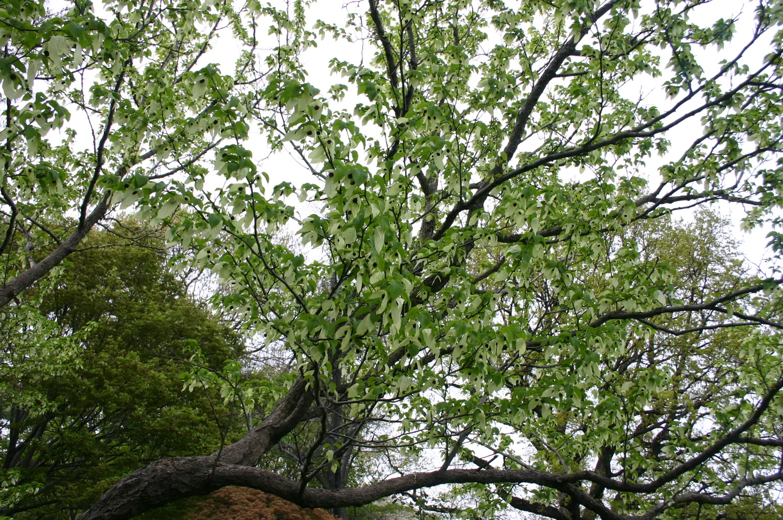 Dove Tree, Hankerchief Tree (Davidia Involucrata) — It is hardy in USDA Hardiness Zones 6 through 8.<br><br>The tree's ovate to heart-shaped leaves, image 77