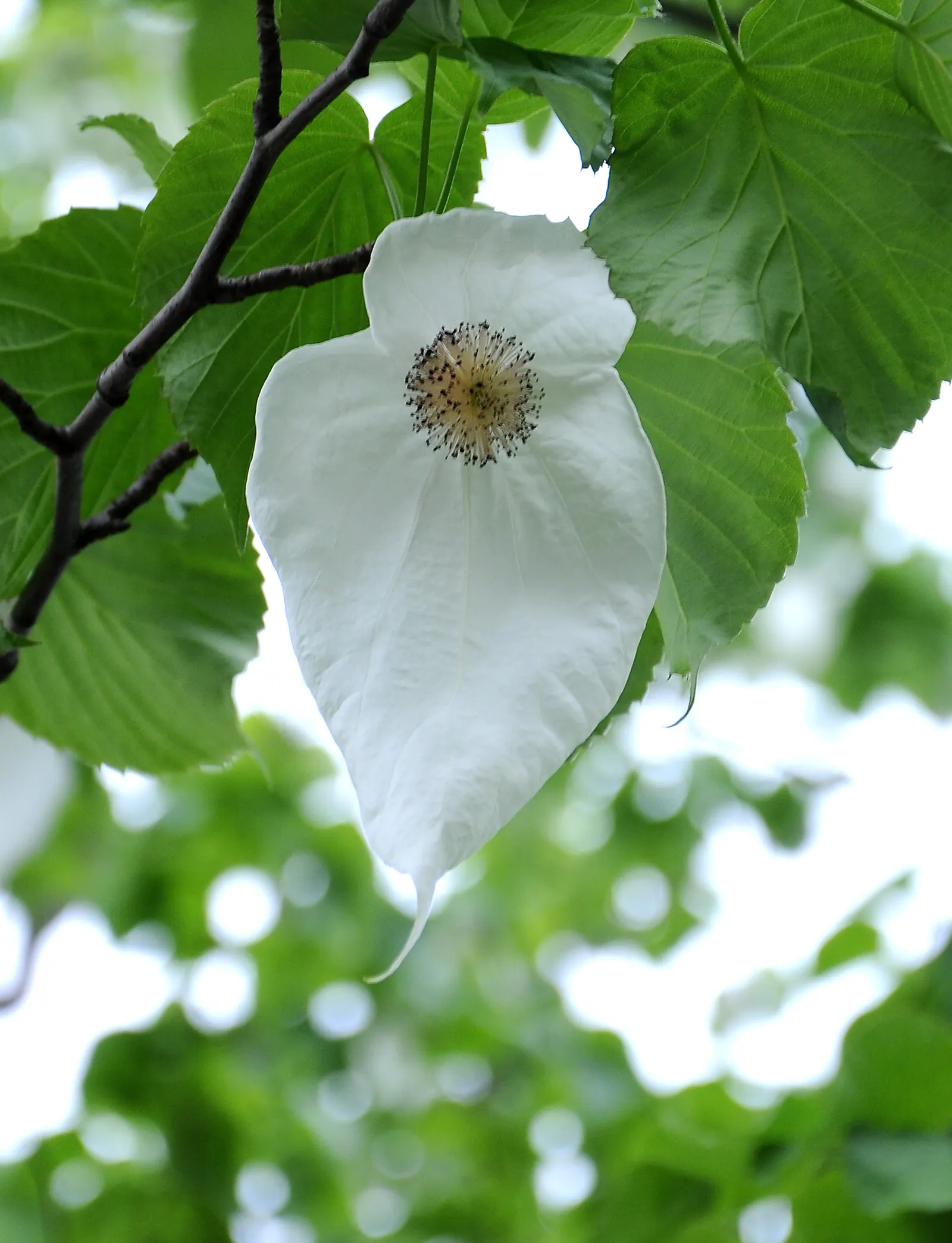 Dove Tree, Hankerchief Tree (Davidia Involucrata) — It typically reaches heights of 20-40 feet with a similar spread; often taking several years to, image 62