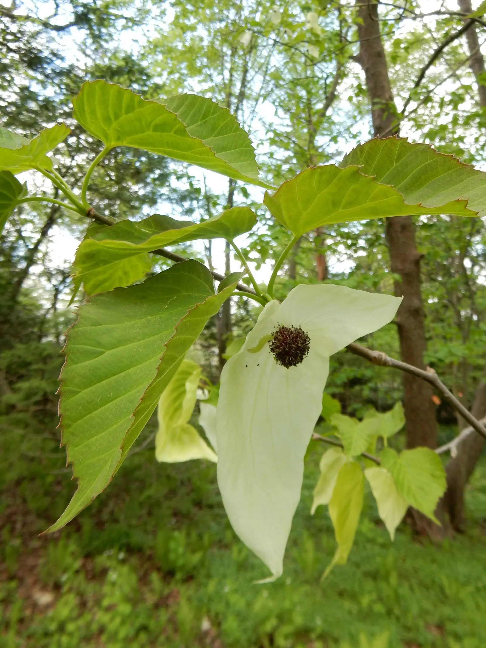 Dove Tree, Hankerchief Tree (Davidia Involucrata) — Being relatively slow-growing; which can be up to 6 to 8 inches long, image 81