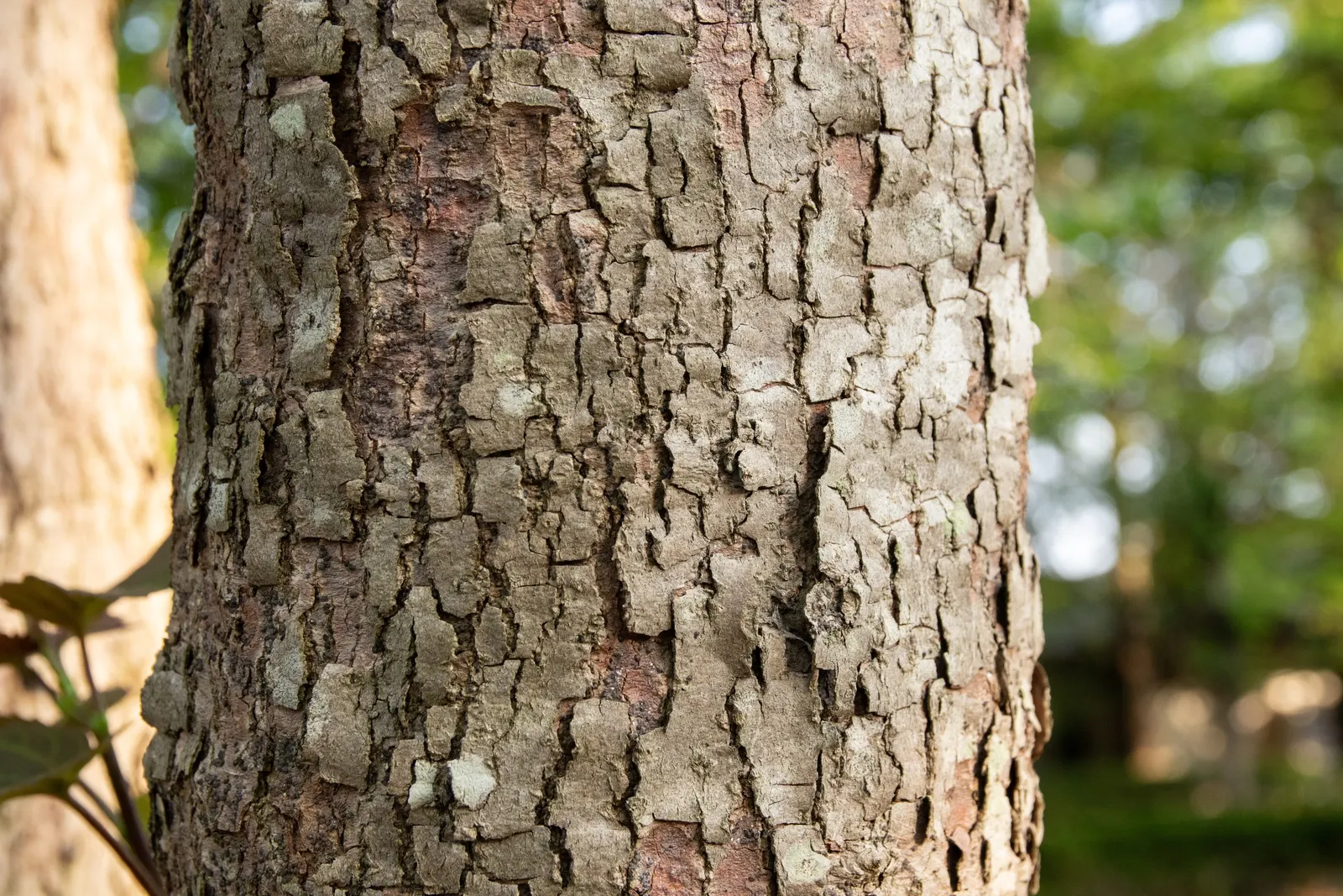 Dove Tree, Hankerchief Tree (Davidia Involucrata) — Native to the woodlands of central China