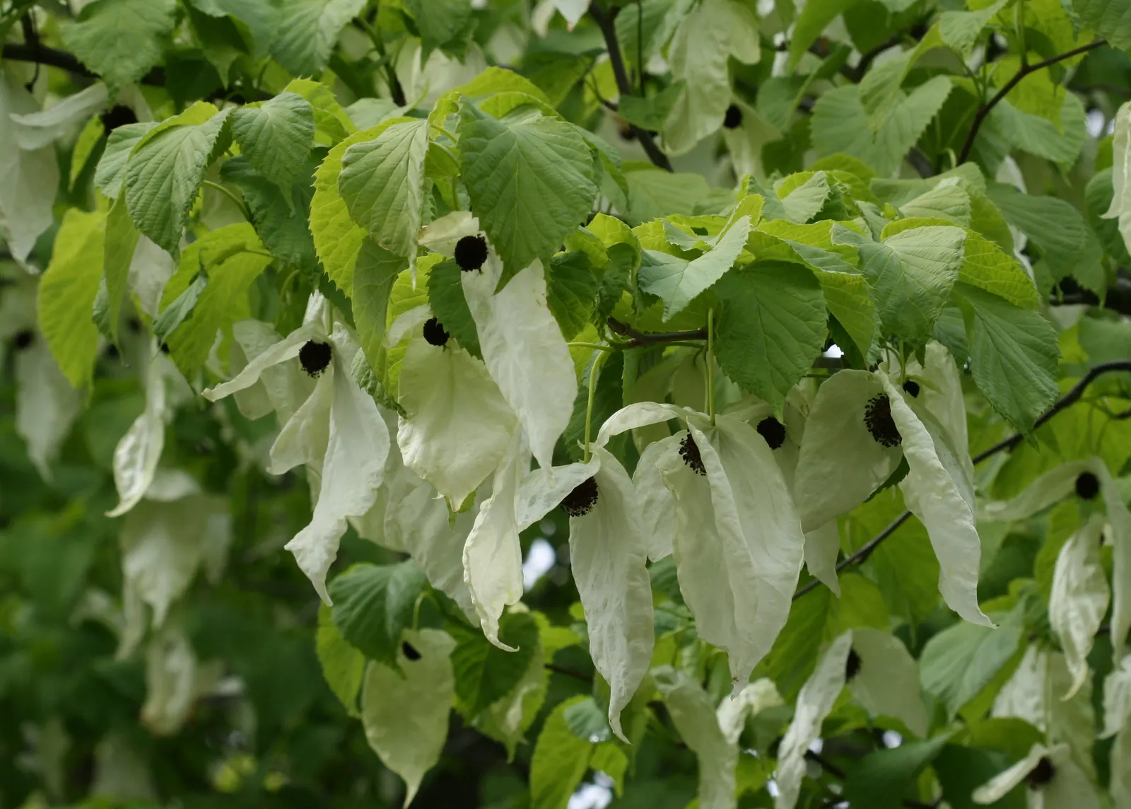 Dove Tree, Hankerchief Tree (Davidia Involucrata) — Being relatively slow-growing; which can be up to 6 to 8 inches long