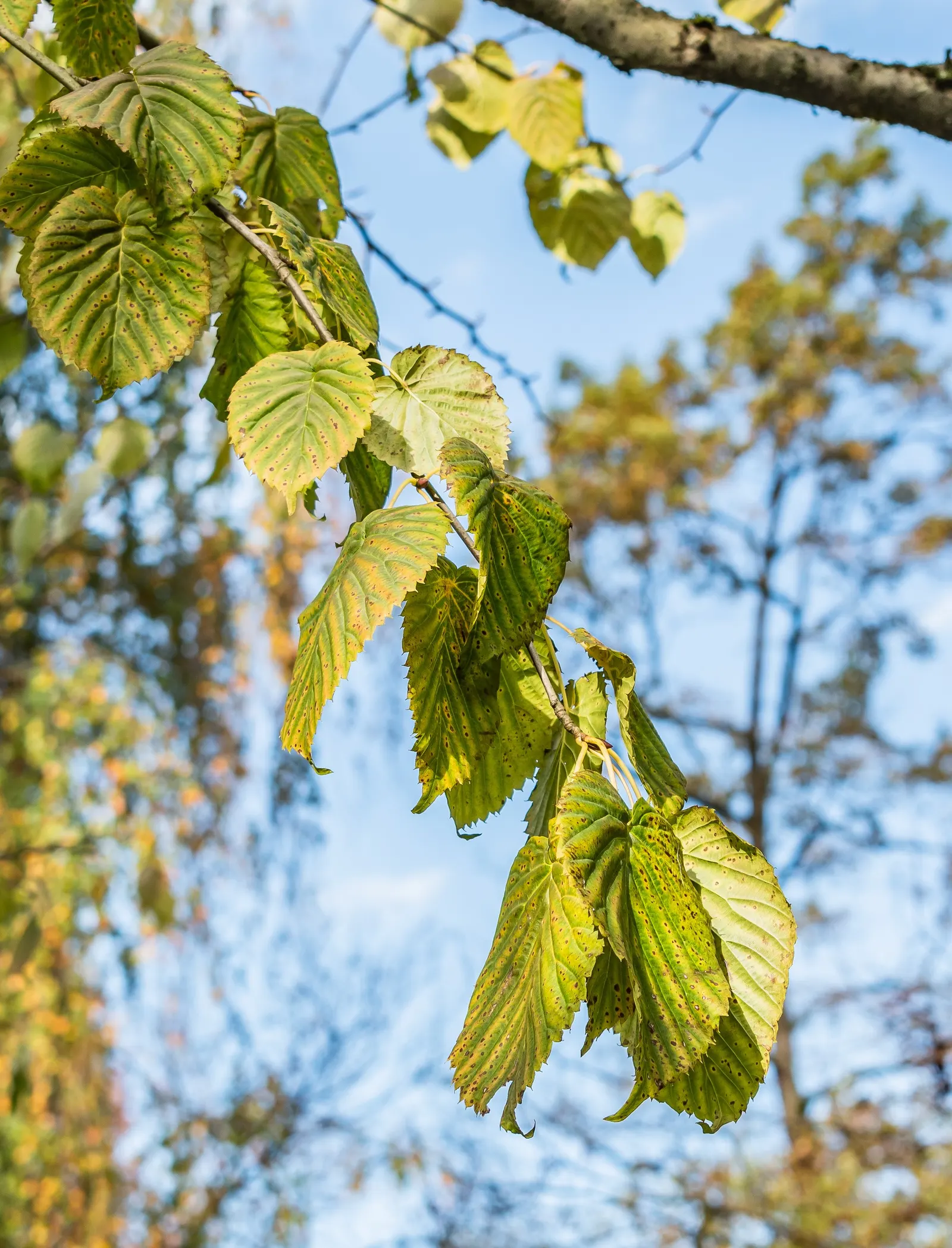 Dove Tree, Hankerchief Tree (Davidia Involucrata) — white bracts that dangle from the branches in late spring