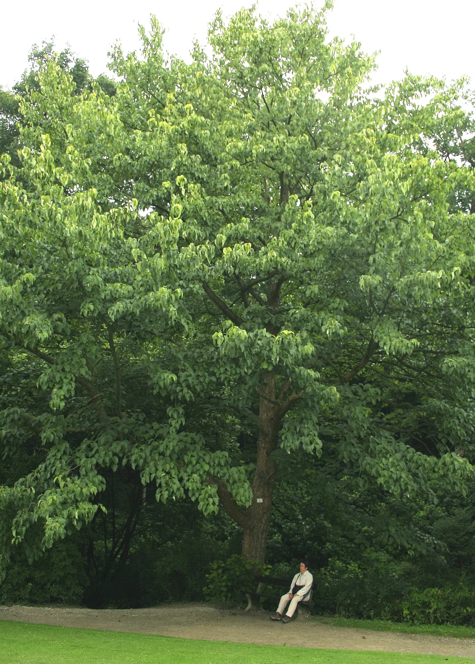 Dove Tree, Hankerchief Tree (Davidia Involucrata) — but its exceptional beauty is well worth the wait