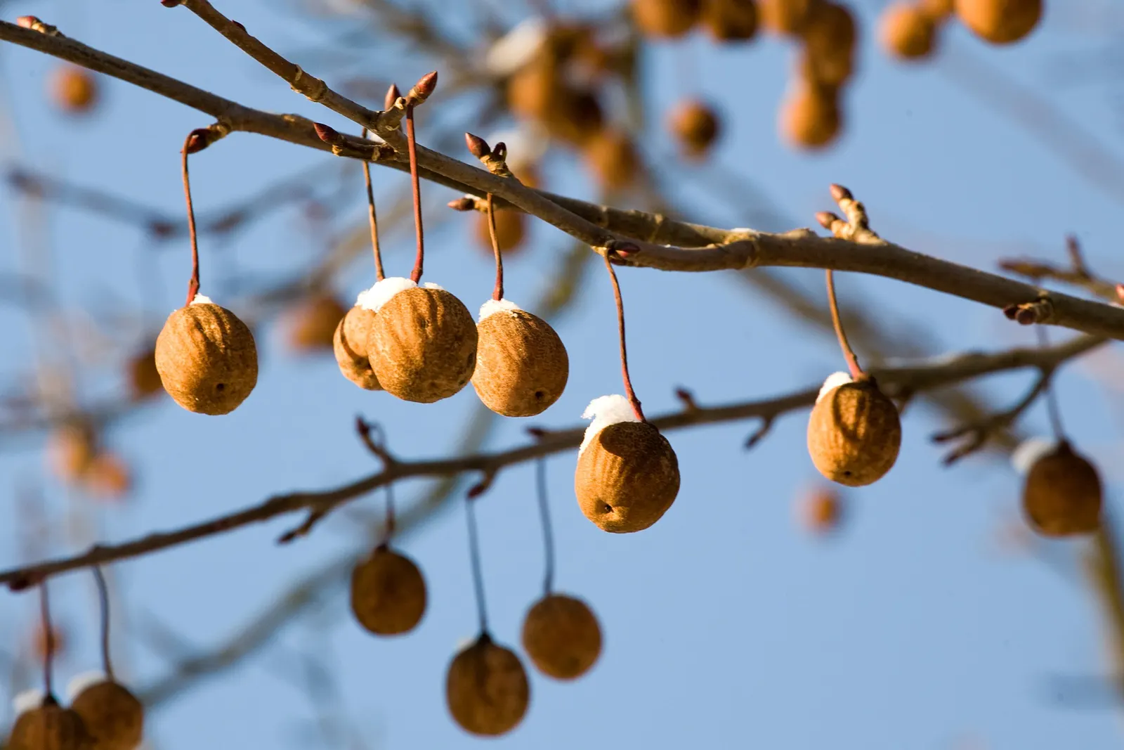 Dove Tree, Hankerchief Tree (Davidia Involucrata) — the Dove Tree is an investment in the landscape