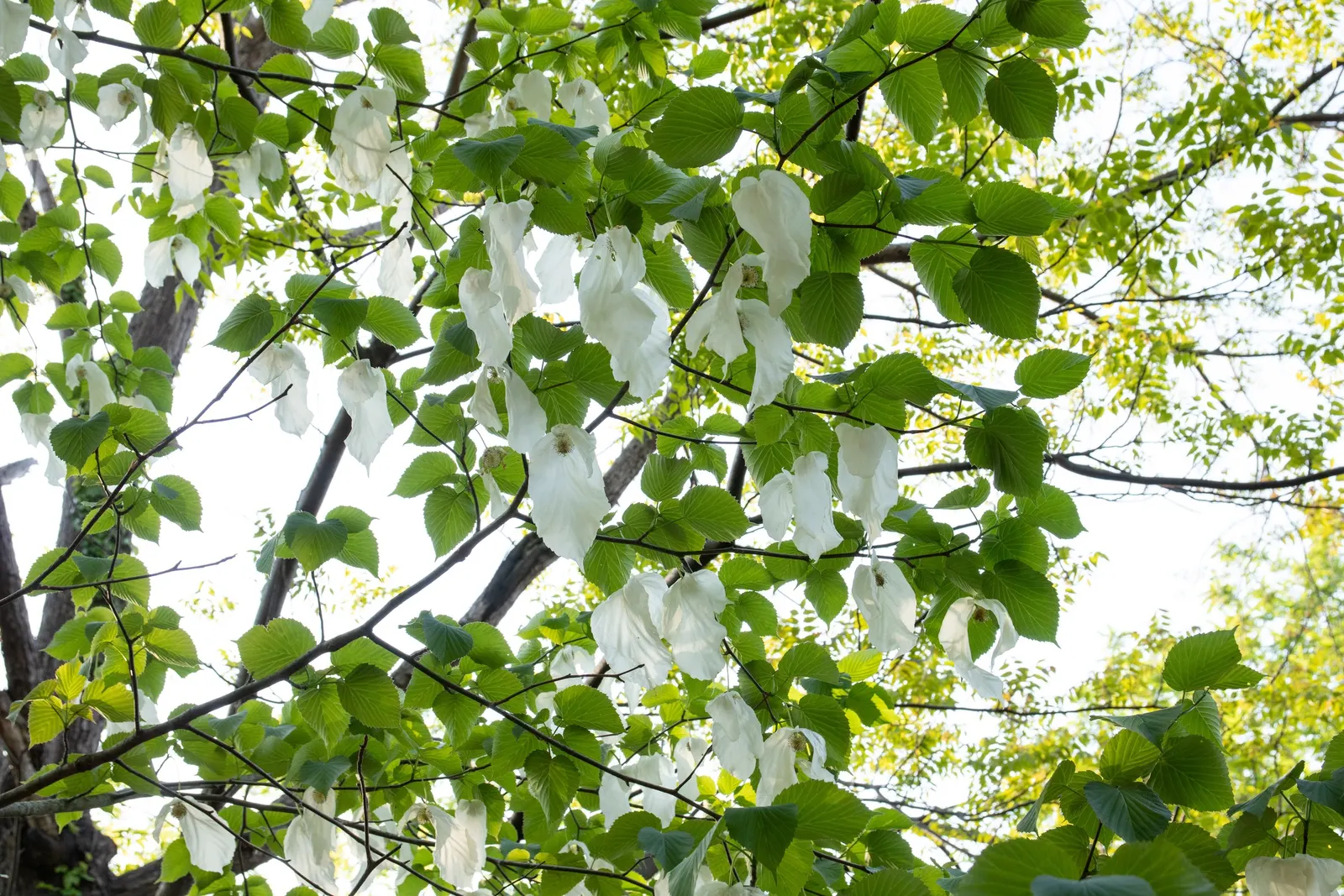 Dove Tree, Hankerchief Tree (Davidia Involucrata) — tree with white blooms