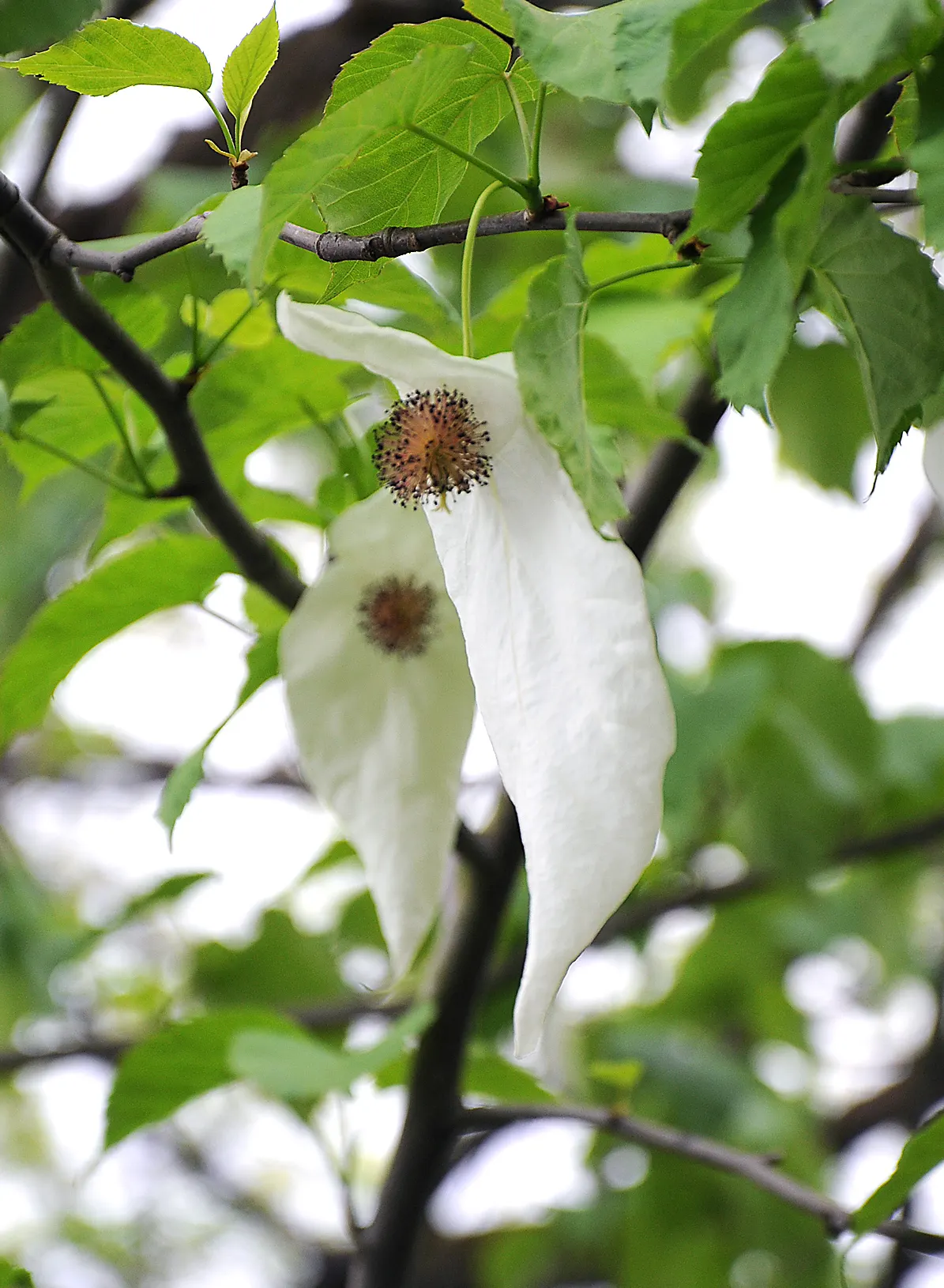 Dove Tree, Hankerchief Tree (Davidia Involucrata) — the Dove Tree prefers well-drained; providing additional seasonal interest, image 74