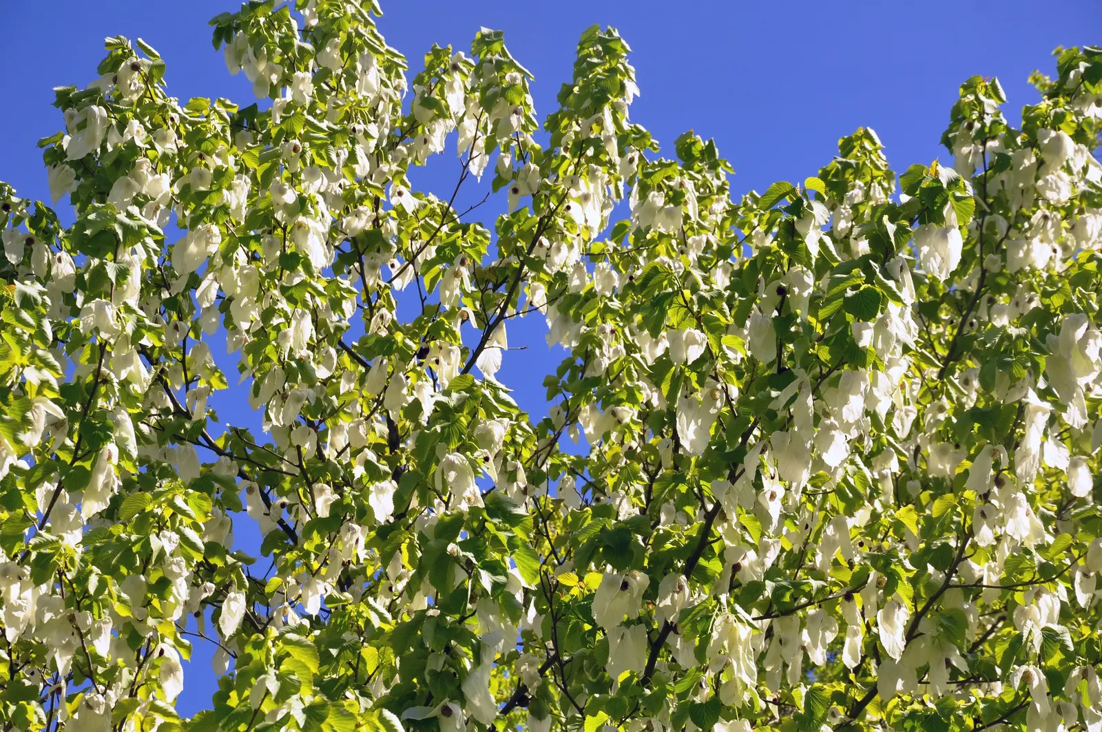 Dove Tree, Hankerchief Tree (Davidia Involucrata) — It thrives in full sun to partial shade and requires regular watering, particularly in dry conditions; it