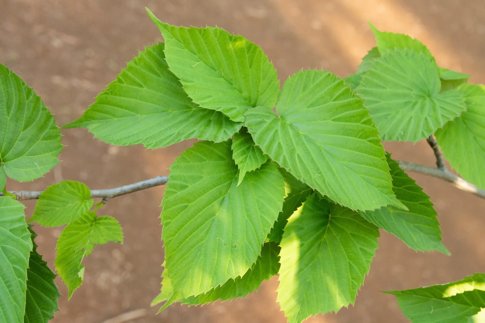 Dove Tree, Hankerchief Tree (Davidia Involucrata) — as large as 4 to 6 inches