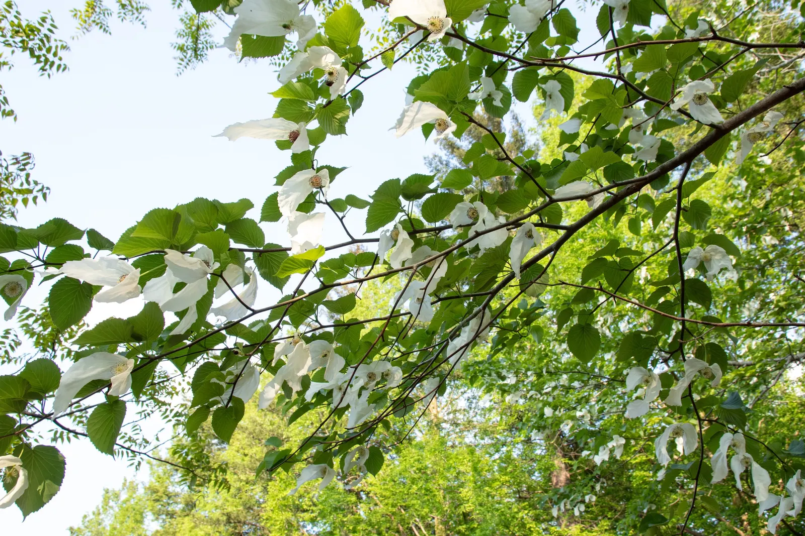 Dove Tree, Hankerchief Tree (Davidia Involucrata) — providing additional seasonal interest