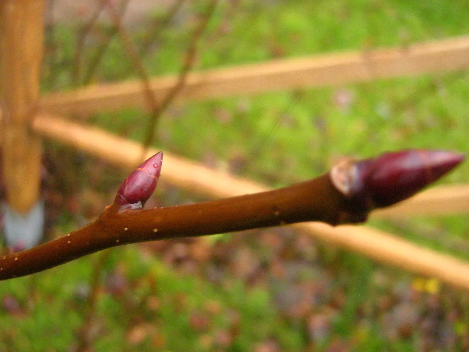 Dove Tree, Hankerchief Tree (Davidia Involucrata) — often taking several years to bloom; white flowers in the garden