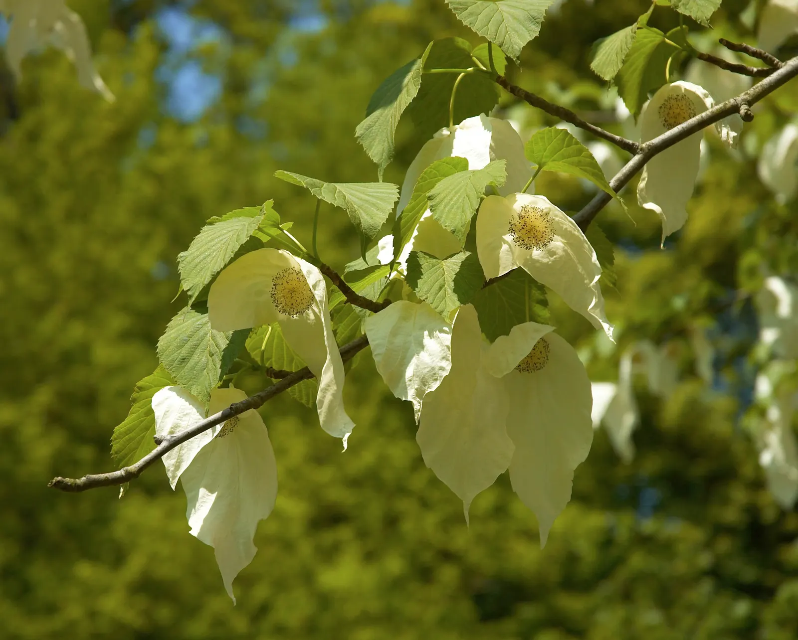 Dove Tree, Hankerchief Tree (Davidia Involucrata) — which can be up to 6 to 8 inches long; commonly known as Dove or Handkerchief Tree, image 71