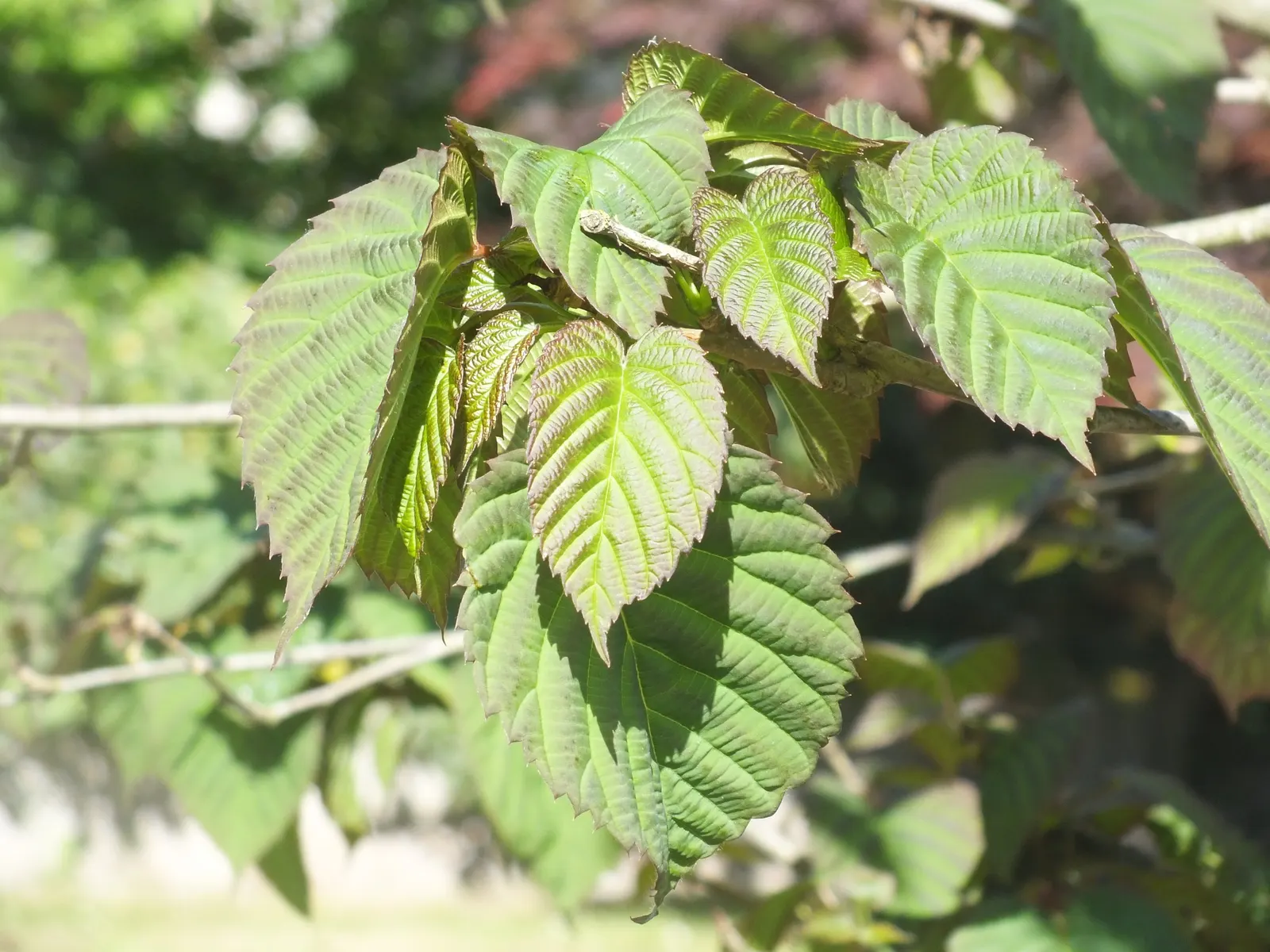 Dove Tree, Hankerchief Tree (Davidia Involucrata) — providing additional seasonal interest; its spring bloom offers a spectacular display, image 80