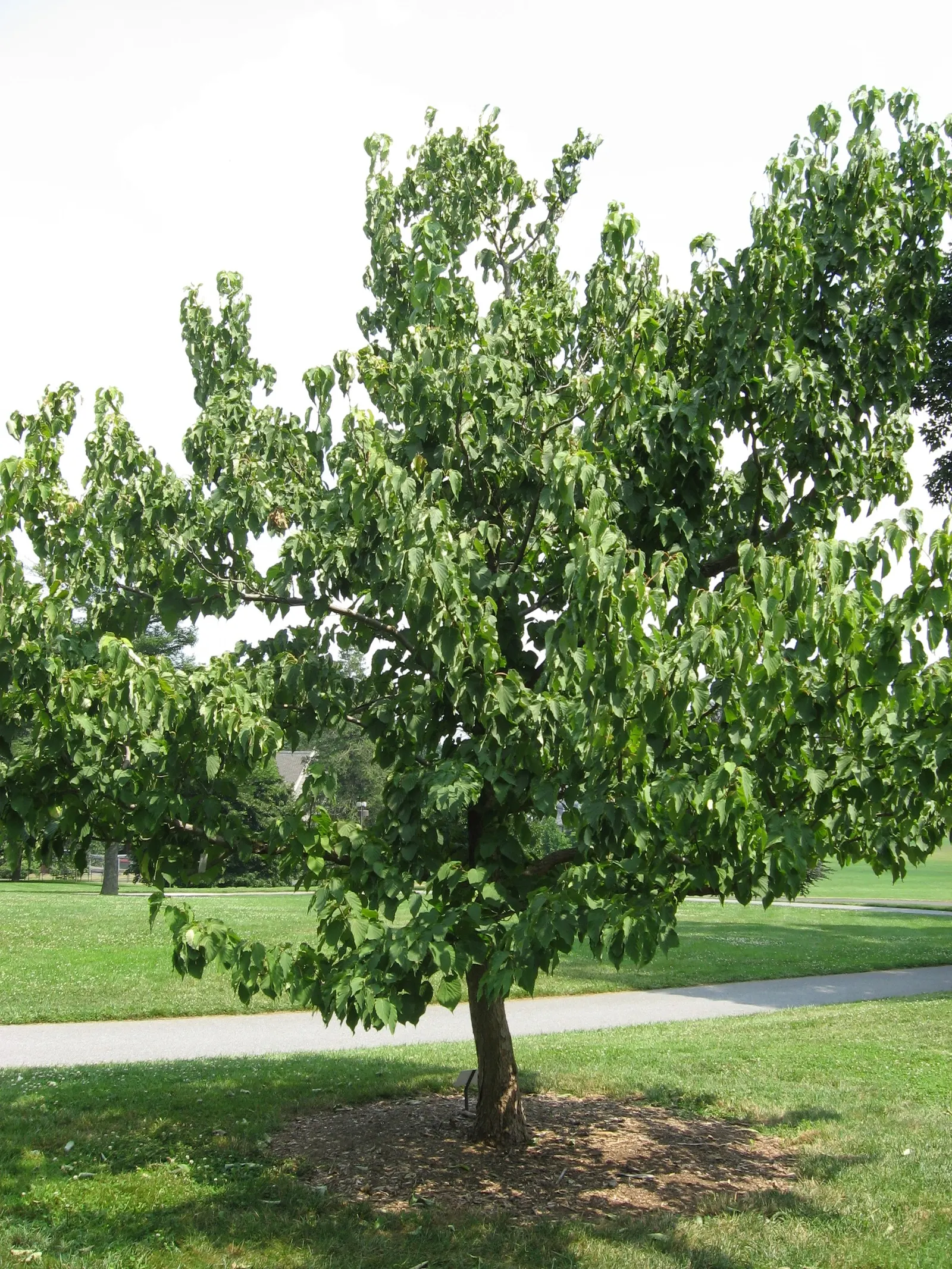 Dove Tree, Hankerchief Tree (Davidia Involucrata) — It typically reaches heights of 20-40 feet with a similar spread