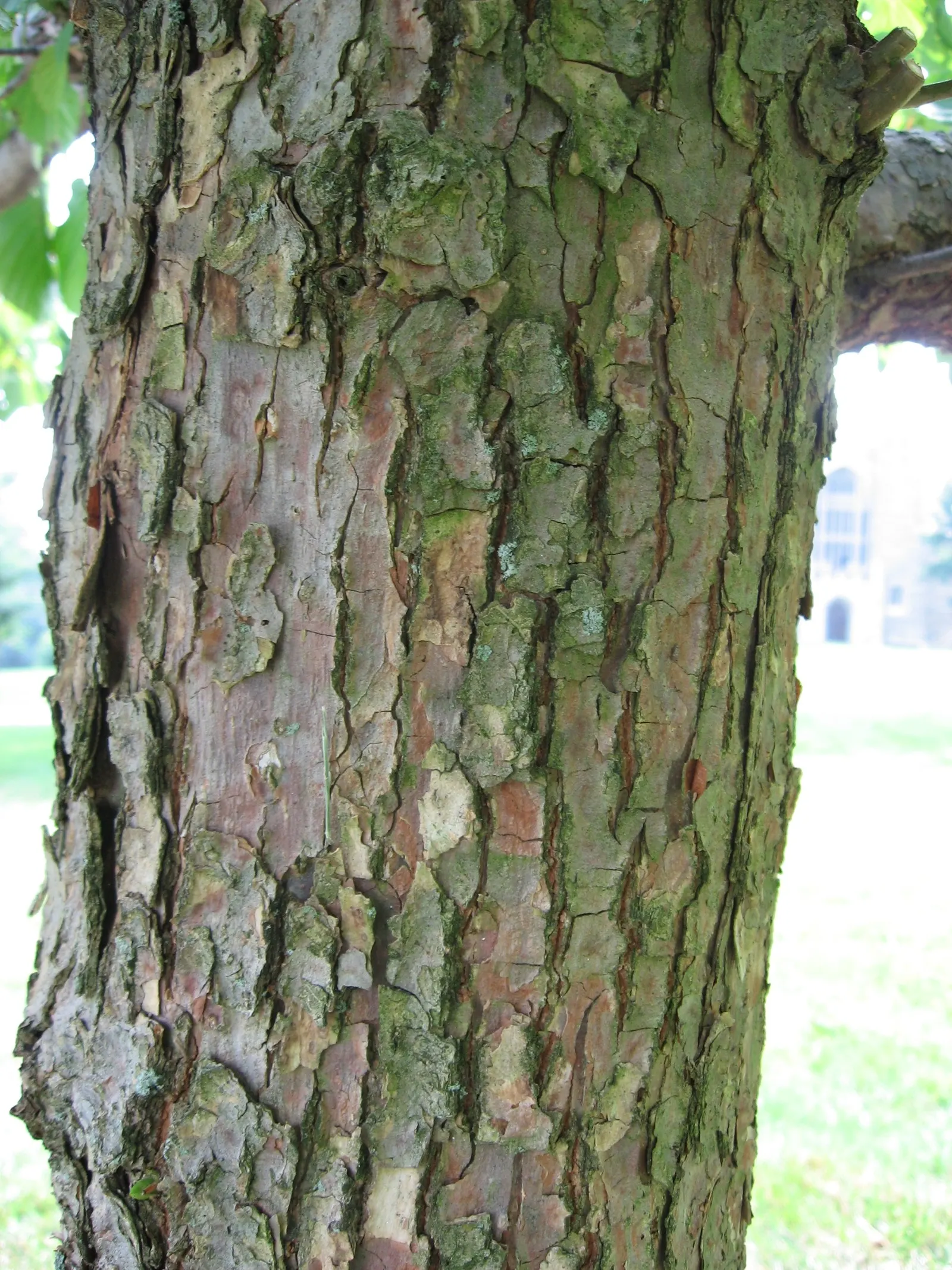 Dove Tree, Hankerchief Tree (Davidia Involucrata) — It is hardy in USDA Hardiness Zones 6 through 8.<br><br>The tree's ovate to heart-shaped leaves