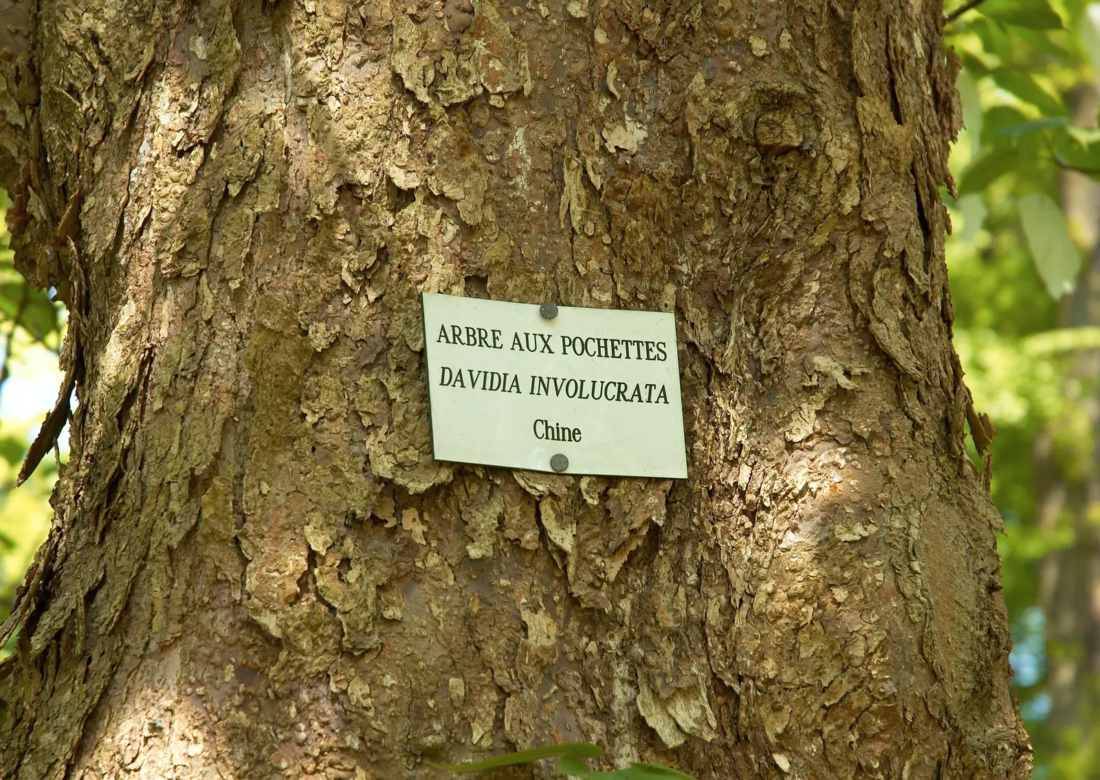 Dove Tree, Hankerchief Tree (Davidia Involucrata) — is a remarkable and distinctive deciduous tree known for its unique and enchanting springtime display; is a
