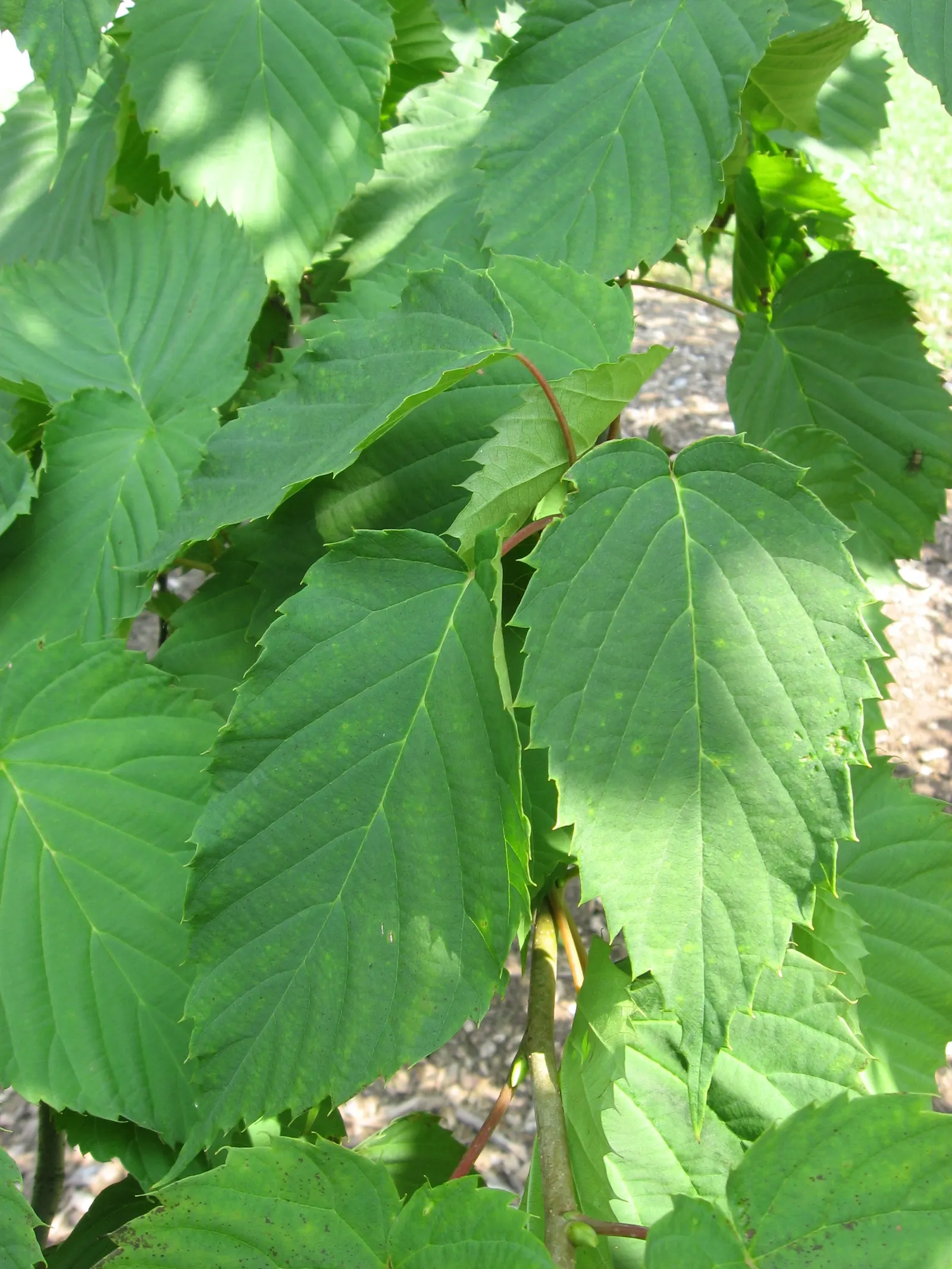 Dove Tree, Hankerchief Tree (Davidia Involucrata) — creating a visually dramatic effect.<br><br>For optimal growth