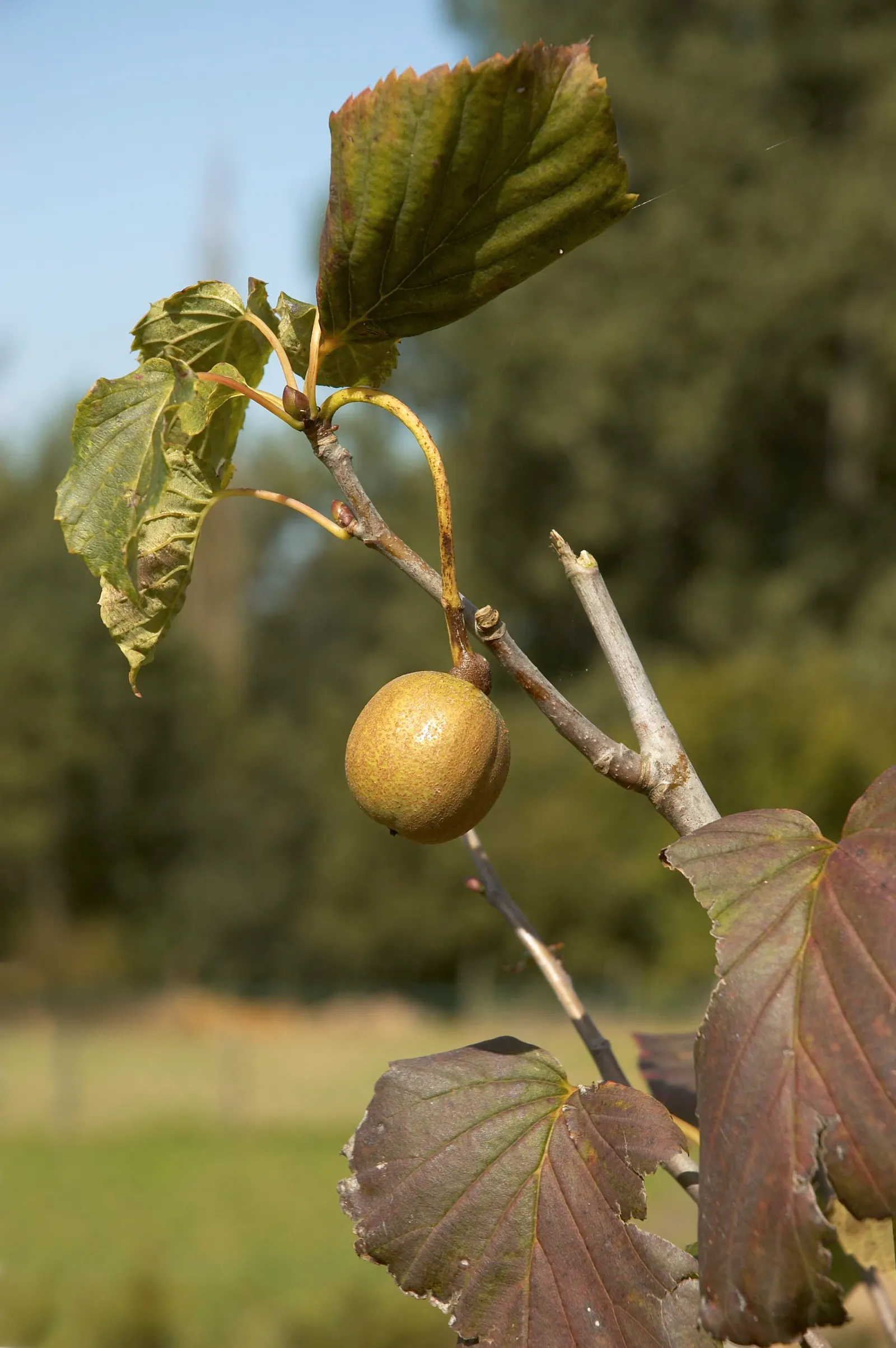 Dove Tree, Hankerchief Tree (Davidia Involucrata) — Ideal in USDA zones 6-8, it thrives in moist, well-drained soil, preferring partial to full, image 63