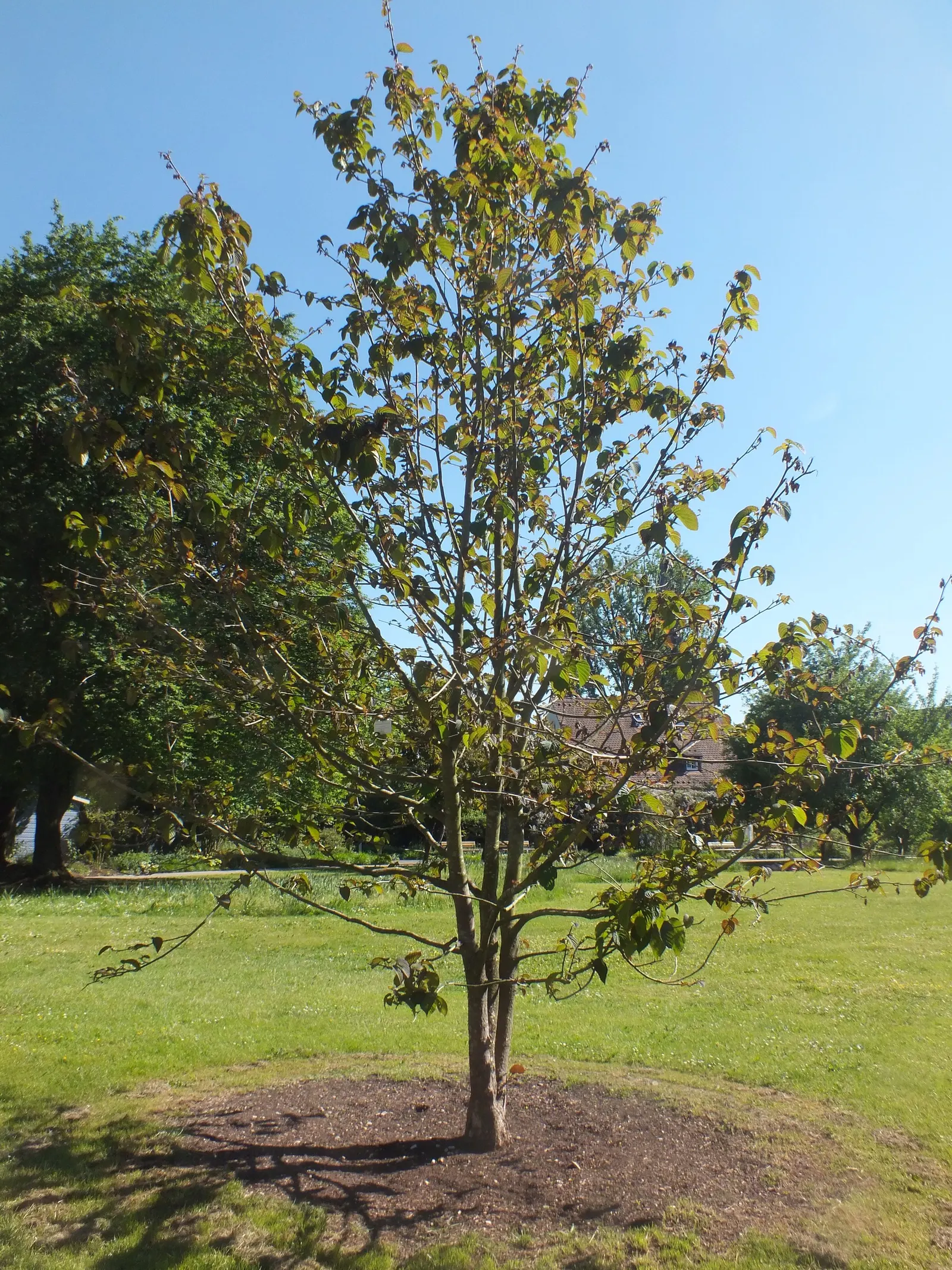Dove Tree, Hankerchief Tree (Davidia Involucrata) — turn to a pale yellow or brownish color in fall; tree with white blooms