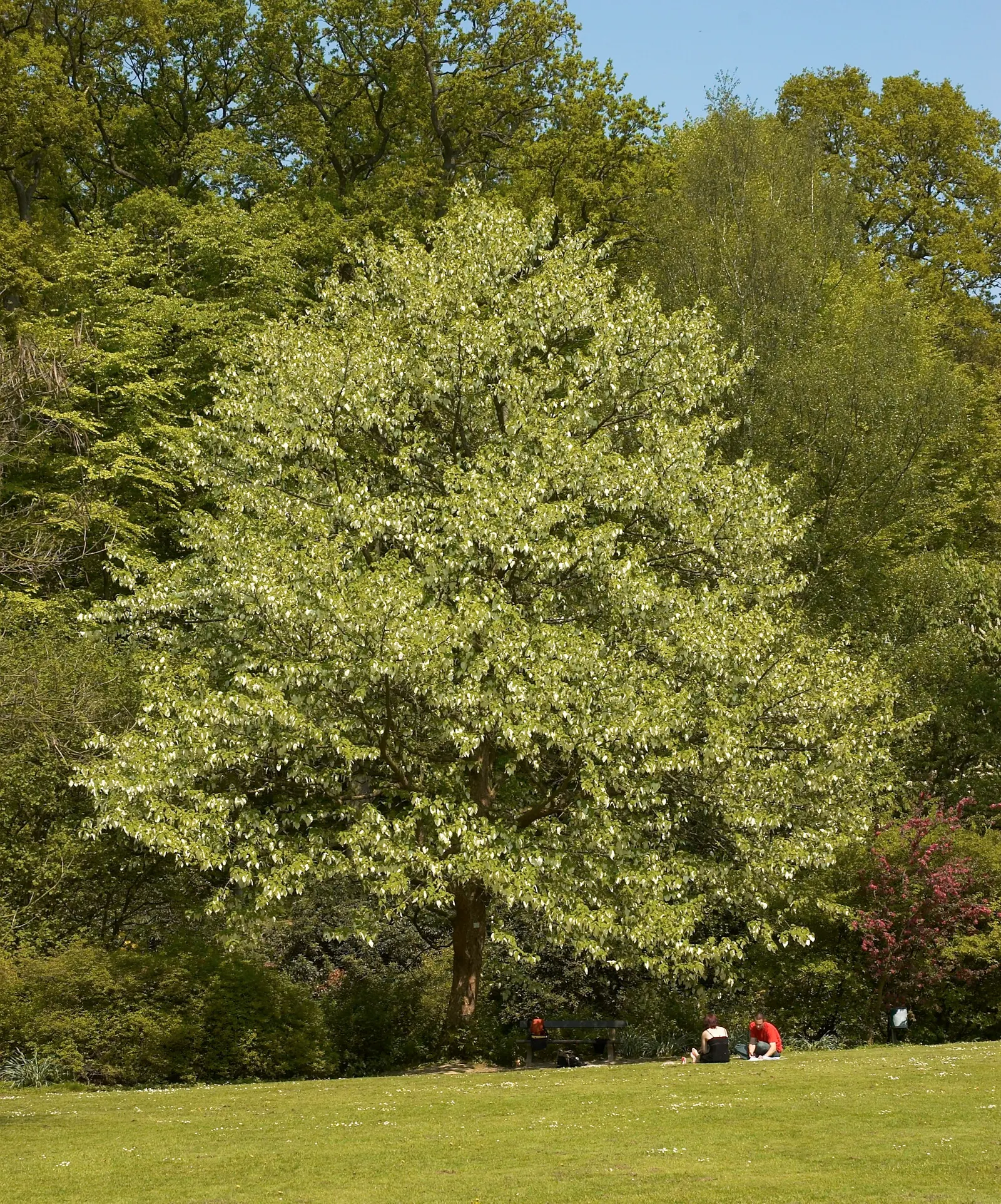 Dove Tree, Hankerchief Tree (Davidia Involucrata) — the Dove Tree prefers well-drained; providing additional seasonal interest