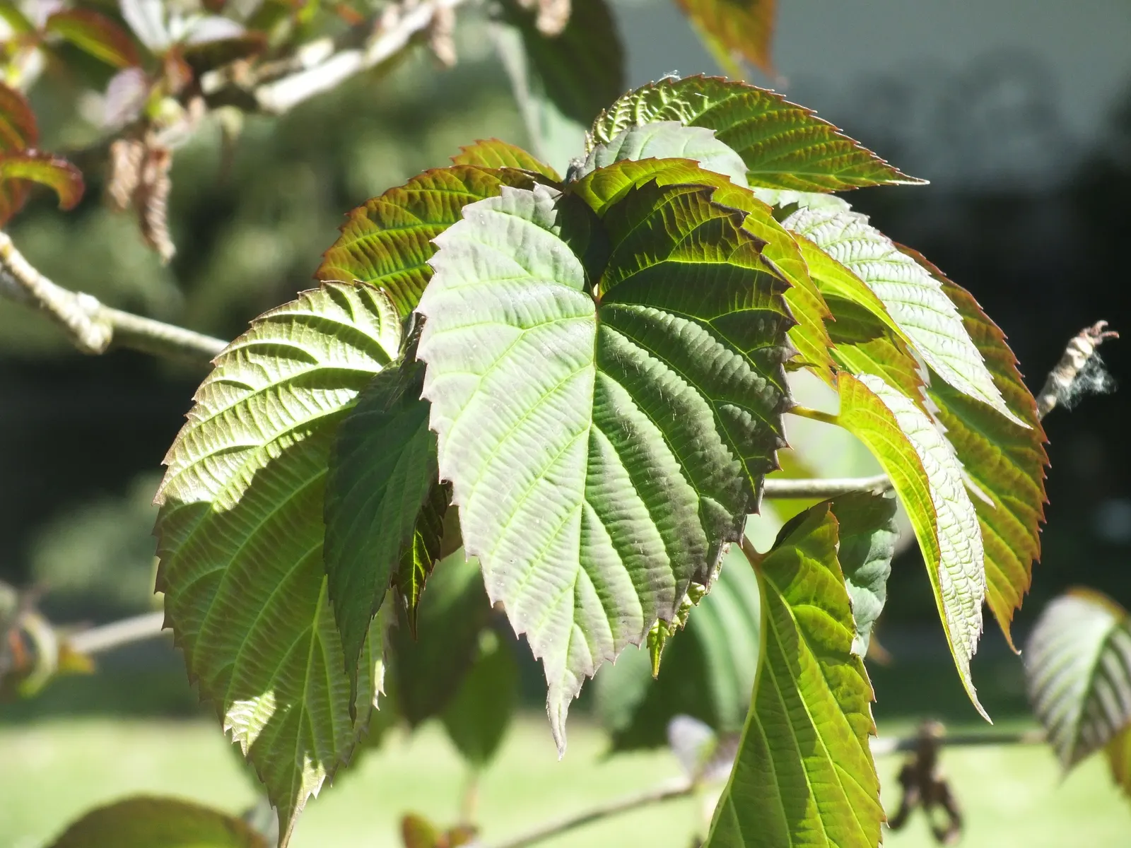 Dove Tree, Hankerchief Tree (Davidia Involucrata) — commonly known as the Dove Tree or Handkerchief Tree; the Dove Tree is an investment in the, image 66