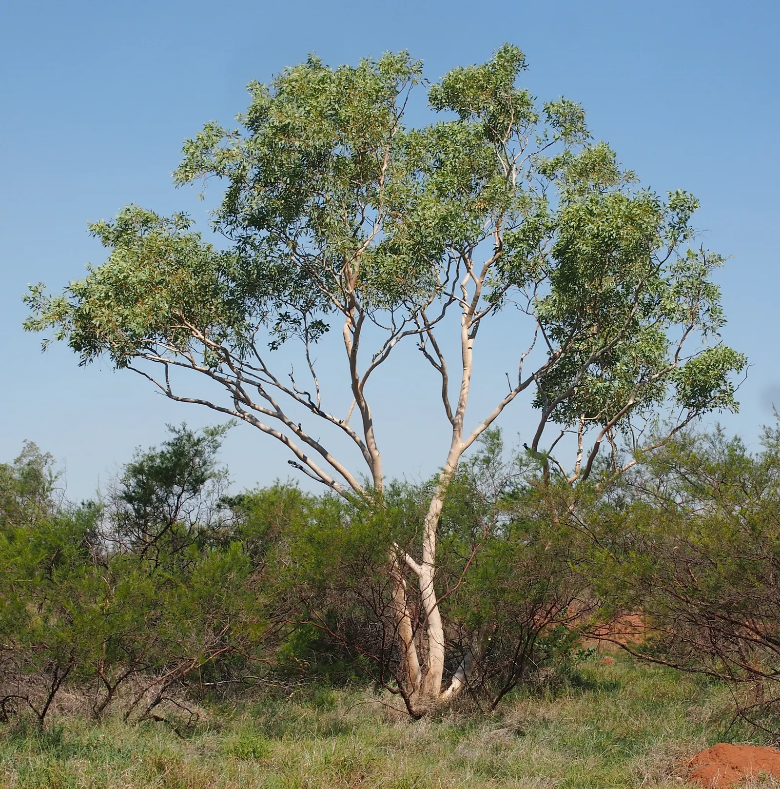 Little Ghost Gum (Eucalyptus Victrix) — is a captivating Australian native