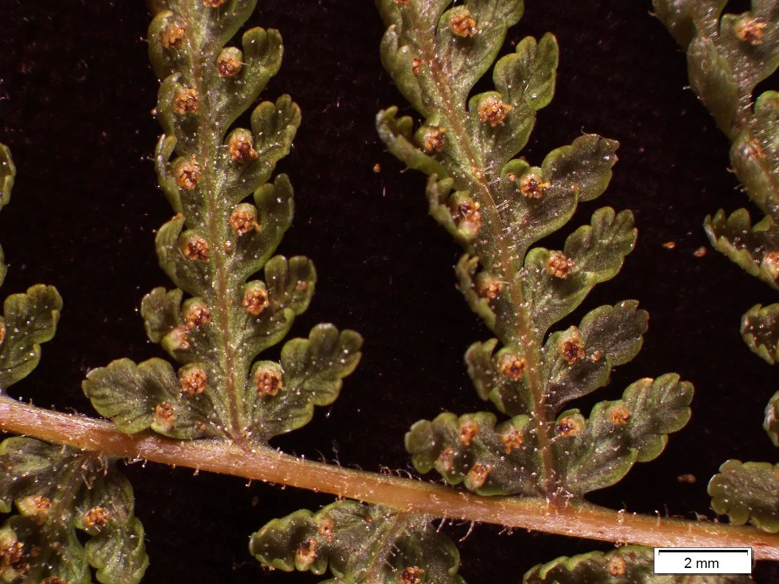 Hay-Scented Fern (Dennstaedtia Punctiloba) — It has a feathery and finely textured appearance