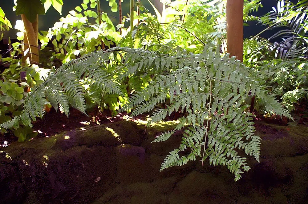 Hay-Scented Fern (Dennstaedtia Punctiloba) — the Hay-Scented Fern is also favored for its deer resistance; especially during dry spells