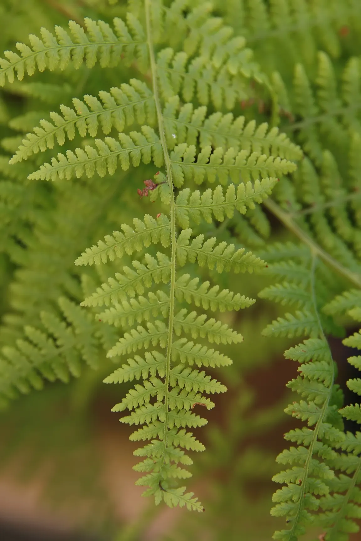 Hay-Scented Fern (Dennstaedtia Punctiloba) — consider its potential size and spread to ensure sufficient space is allotted for its growth