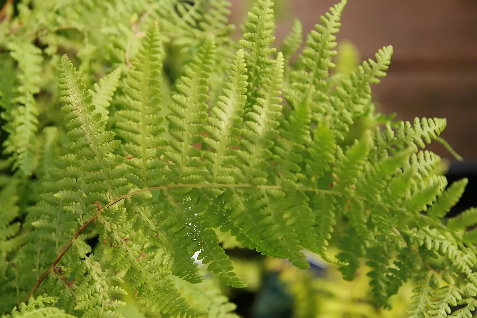 Hay-Scented Fern (Dennstaedtia Punctiloba) — Ideal for zones 3-8, it thrives in partial to full shade and moist, well-drained soils; the Hay-Scented Fern is
