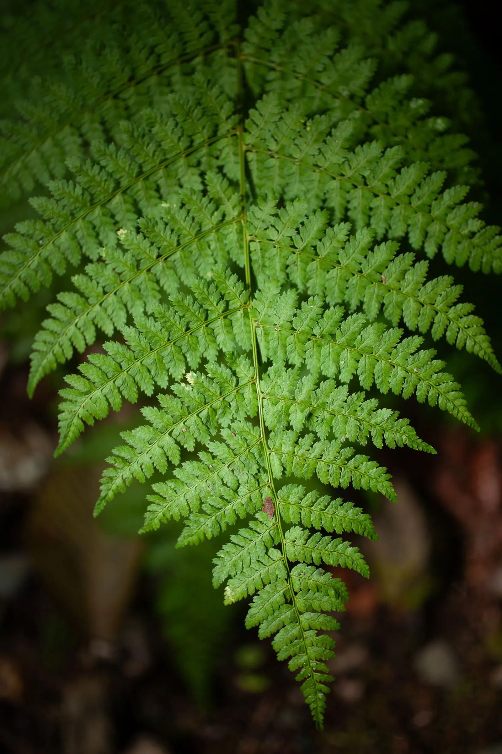 Hay-Scented Fern (Dennstaedtia Punctiloba) — although it is quite adaptable and can tolerate a range of soil types including loamy