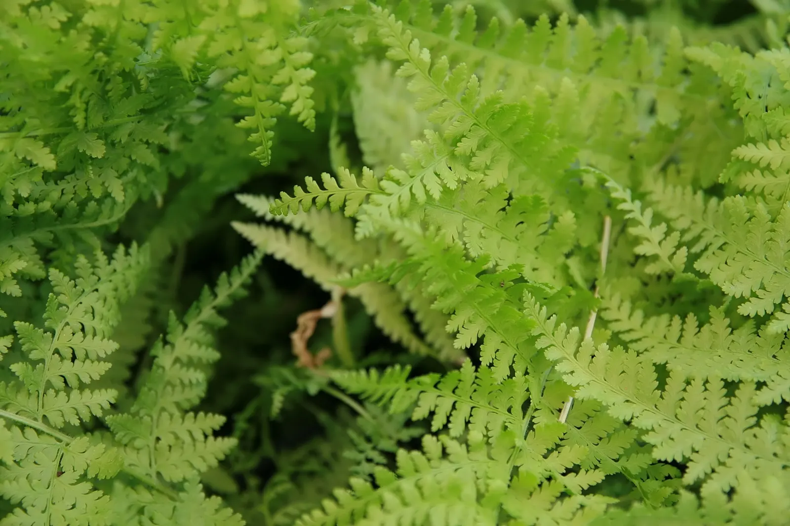 Hay-Scented Fern (Dennstaedtia Punctiloba) — bright green fronds that emit a pleasant fragrance reminiscent of freshly cut hay when bruised or, image 29