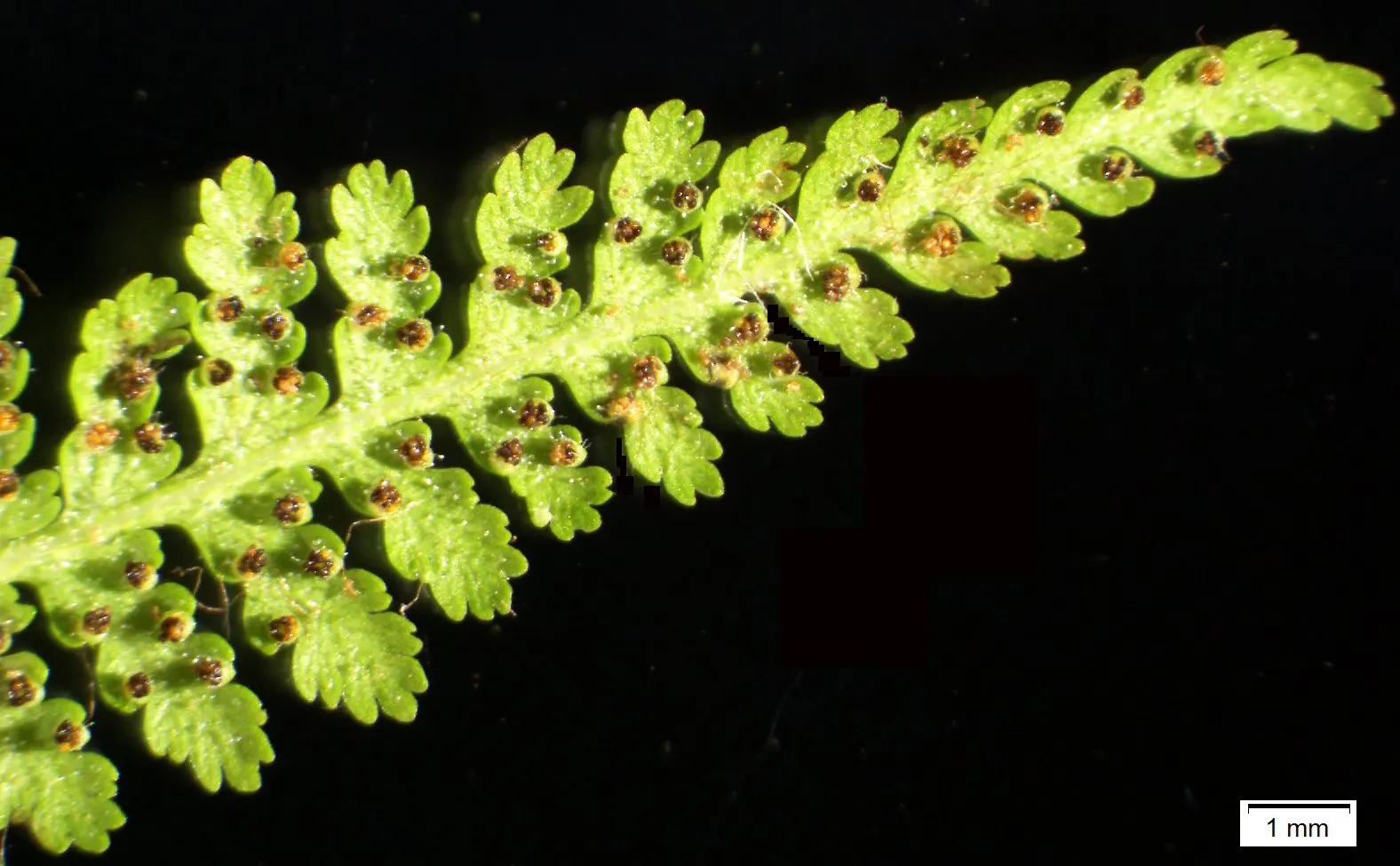 Hay-Scented Fern (Dennstaedtia Punctiloba) — Perfect for naturalistic settings and as a groundcover to suppress weeds