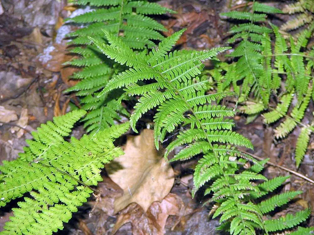 Hay-Scented Fern (Dennstaedtia Punctiloba) — Dennstaedtia punctilobula is relatively drought-tolerant