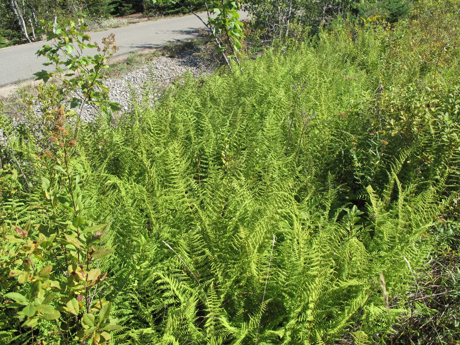 Hay-Scented Fern (Dennstaedtia Punctiloba) — Perfect for naturalistic settings and as a groundcover to suppress weeds; ideal for zones 3-8, it thrives in