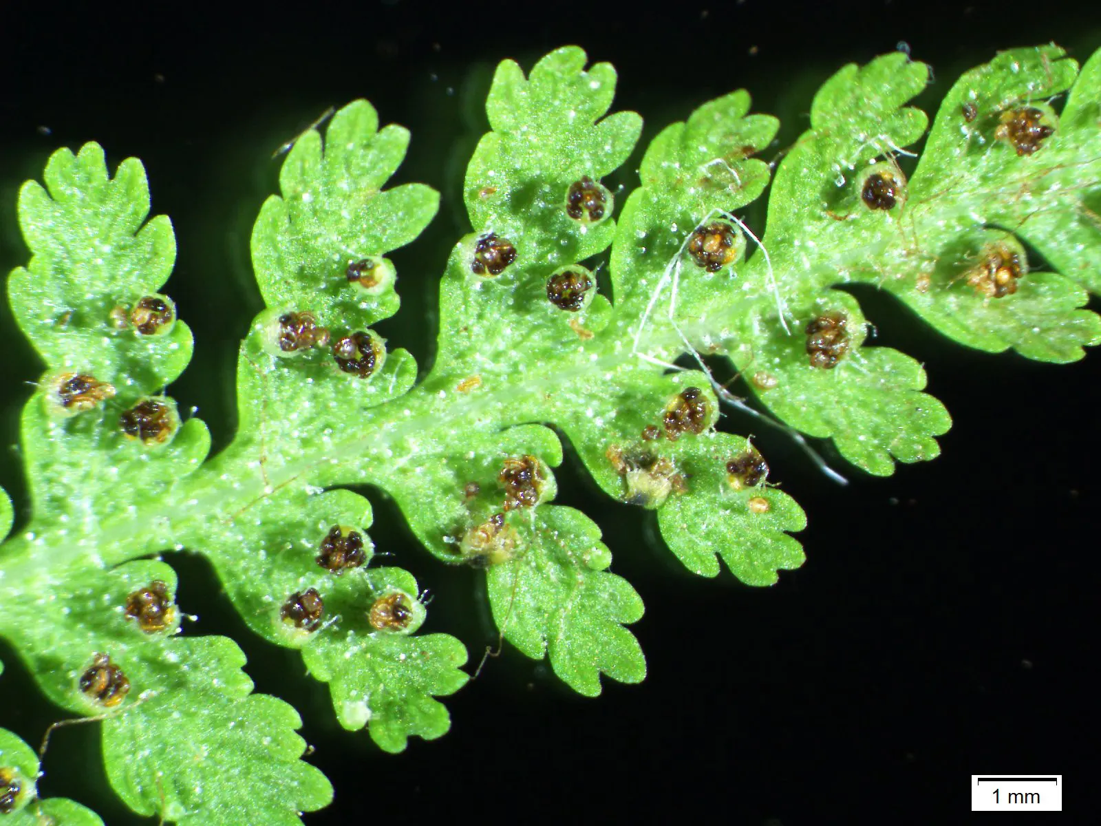 Hay-Scented Fern (Dennstaedtia Punctiloba) — Dennstaedtia punctilobula is relatively drought-tolerant; bright green fronds that emit a pleasant fragrance
