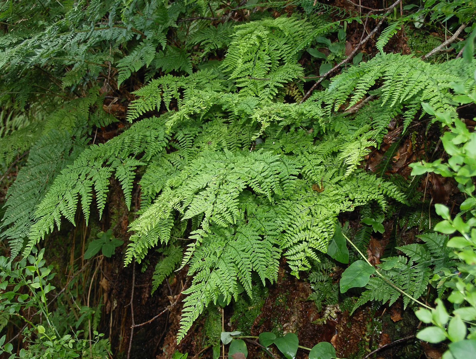 Hay-Scented Fern (Dennstaedtia Punctiloba) — It is an excellent choice for a woodland or naturalized garden; plantings should receive about 1 inch of water