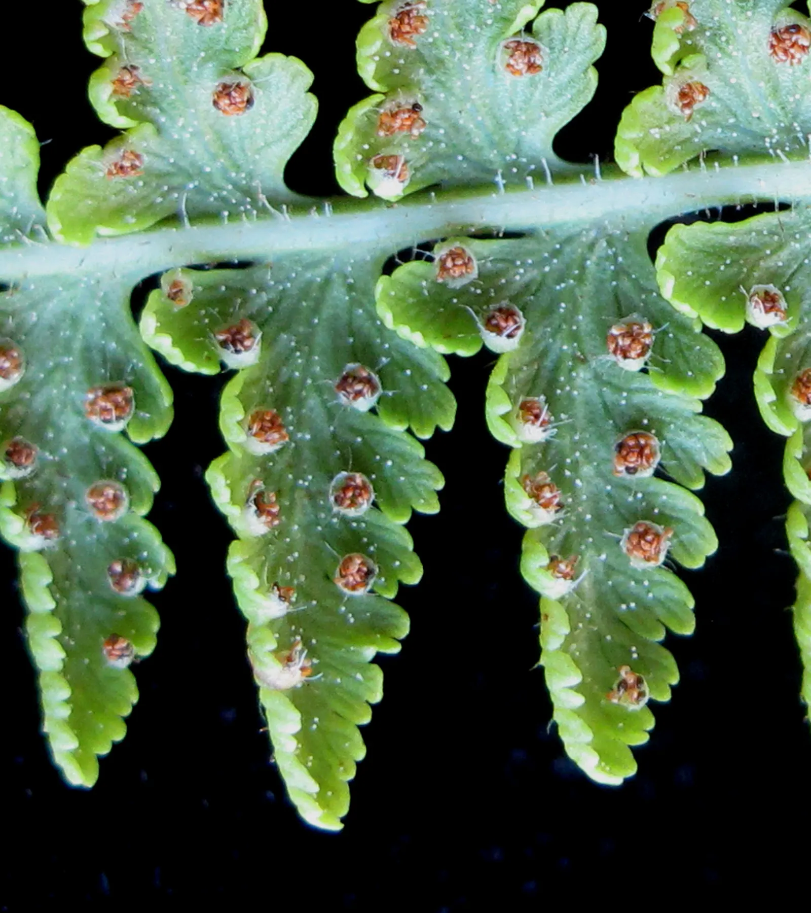 Hay-Scented Fern (Dennstaedtia Punctiloba) — making it a suitable choice for areas with high deer populations