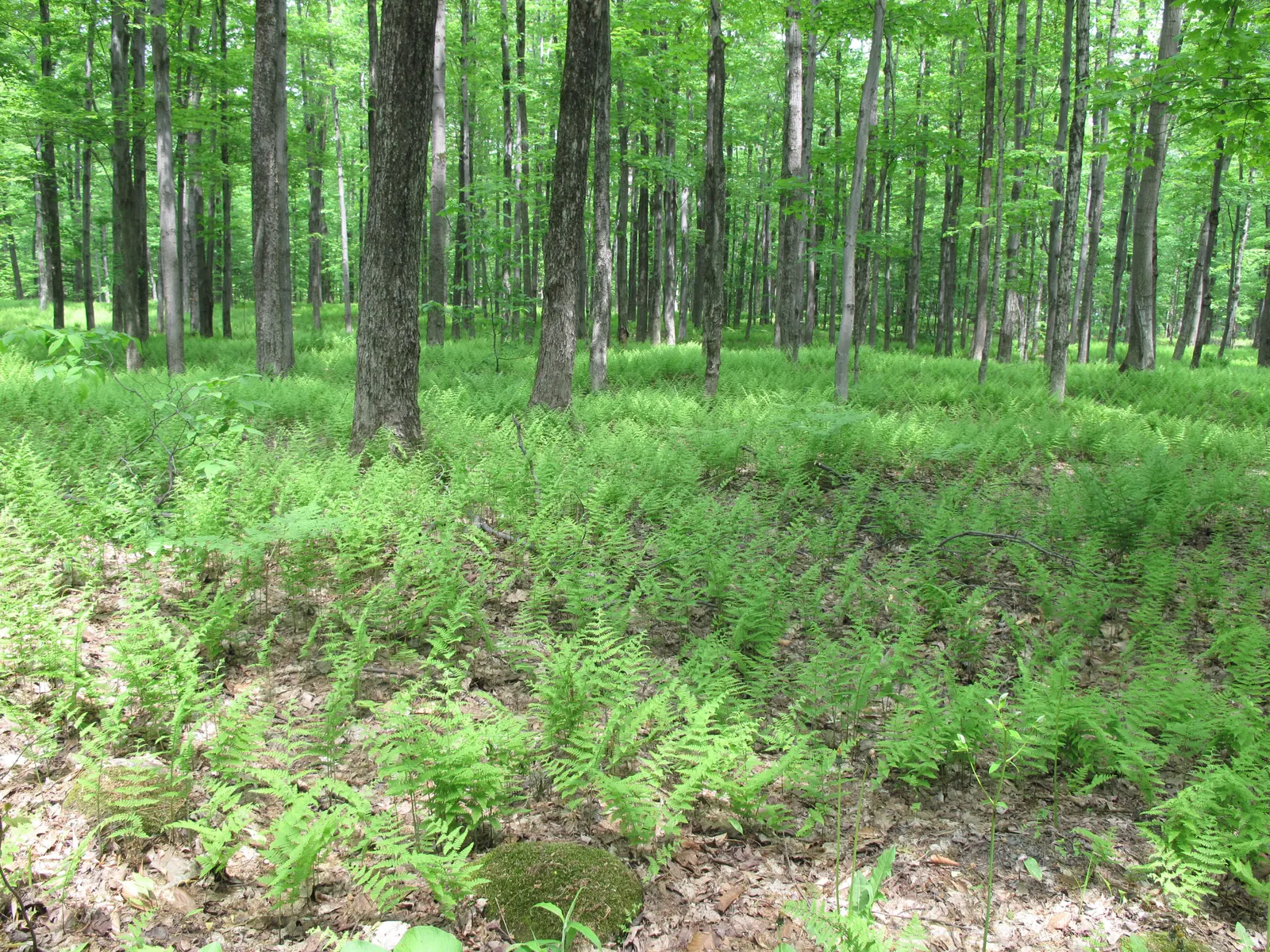 Hay-Scented Fern (Dennstaedtia Punctiloba) — Ideal for zones 3-8, it thrives in partial to full shade and moist, well-drained soils; the, image 47