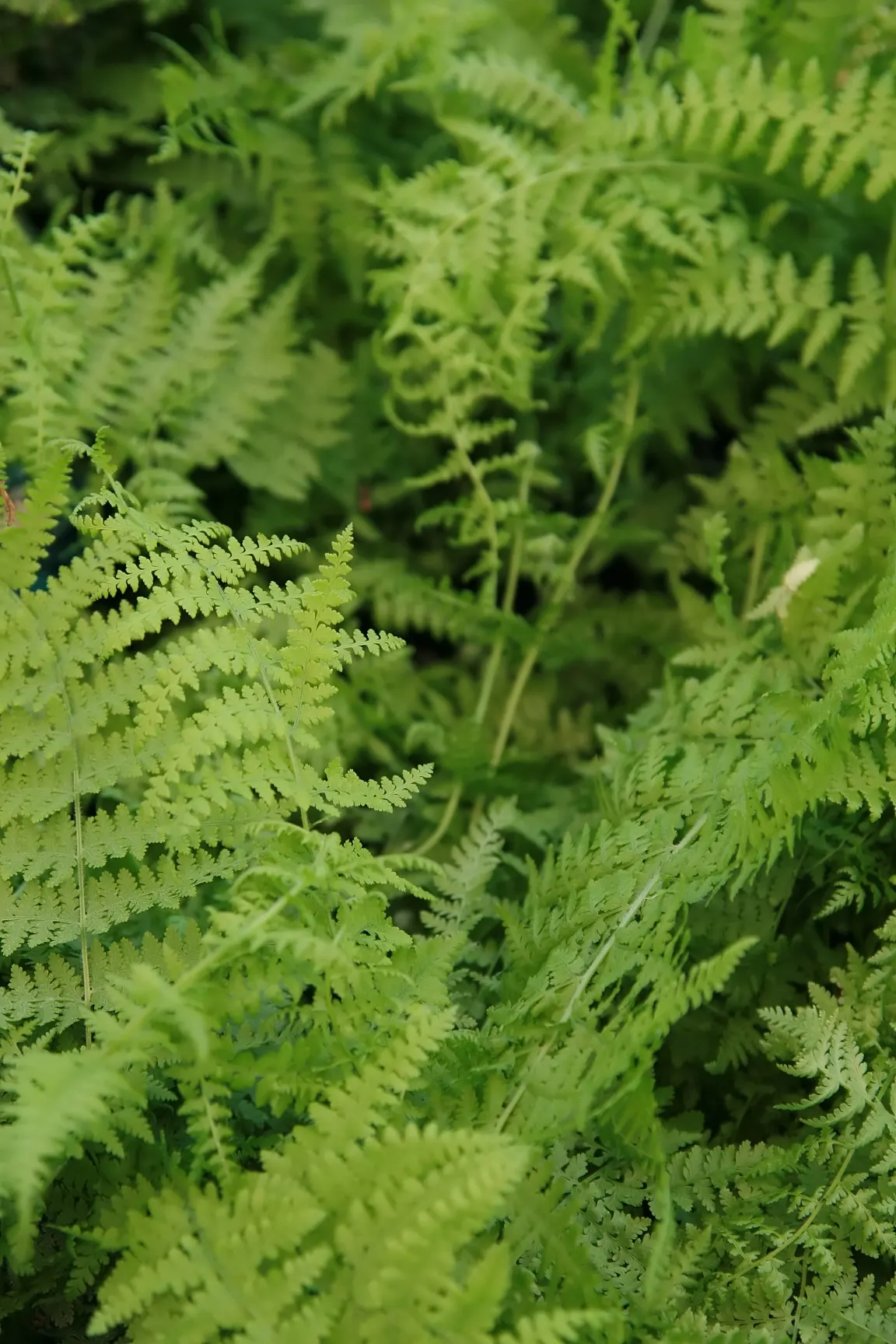 Hay-Scented Fern (Dennstaedtia Punctiloba) — When incorporating this fern into a landscape design