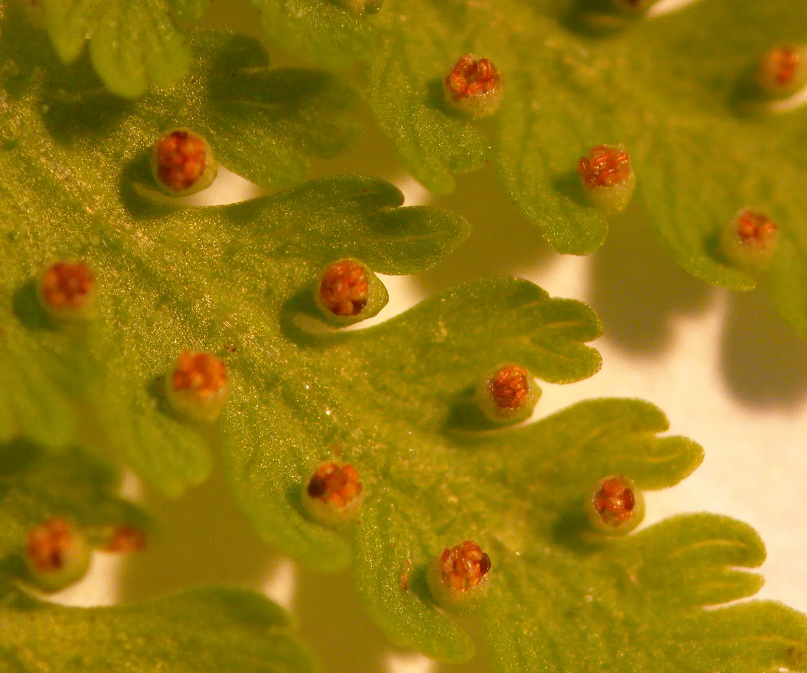Hay-Scented Fern (Dennstaedtia Punctiloba) — forming expansive colonies over time through its aggressive rhizomatous growth habit; lace-like fronds that emit a