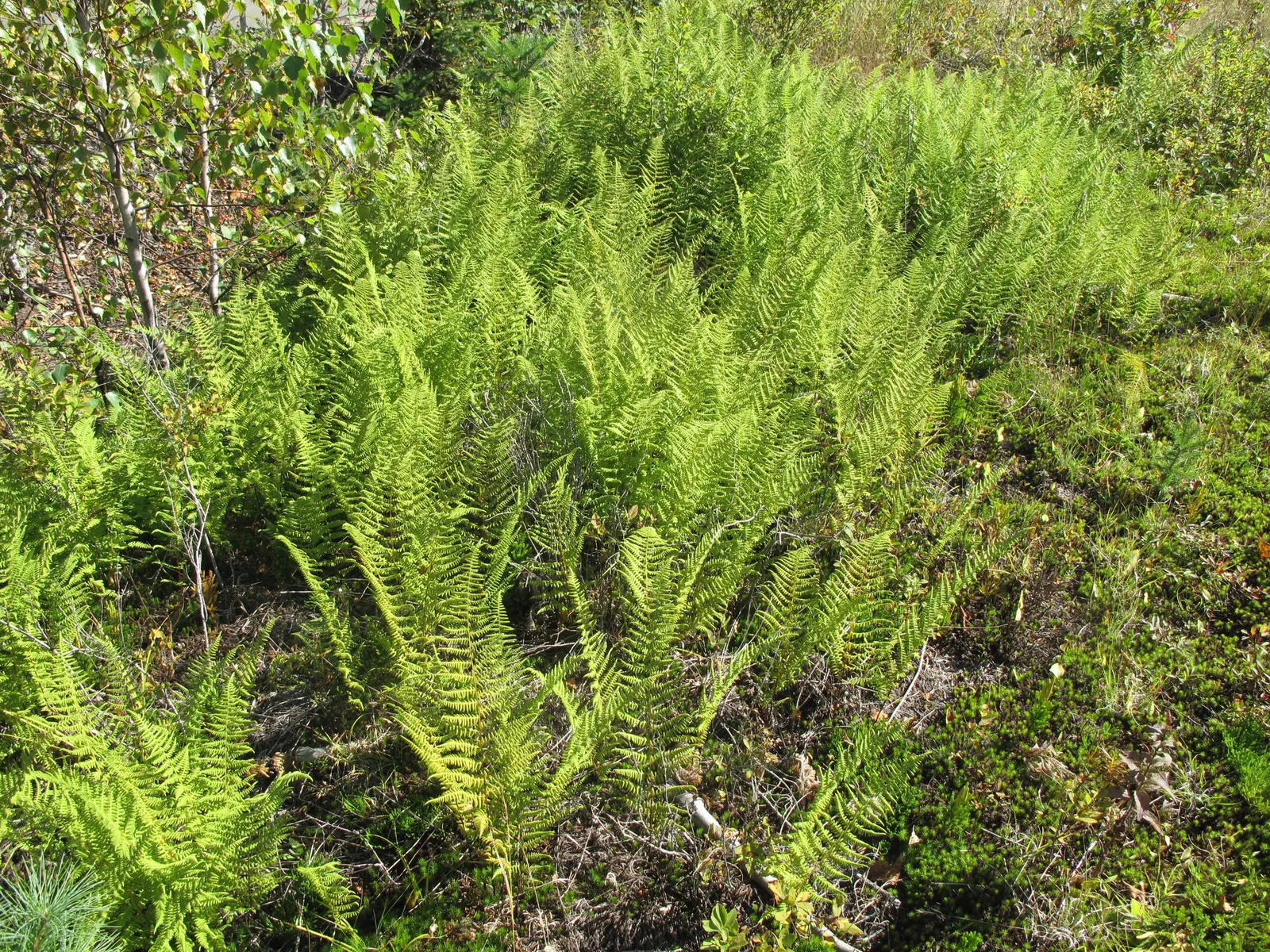 Hay-Scented Fern (Dennstaedtia Punctiloba) — especially during dry spells